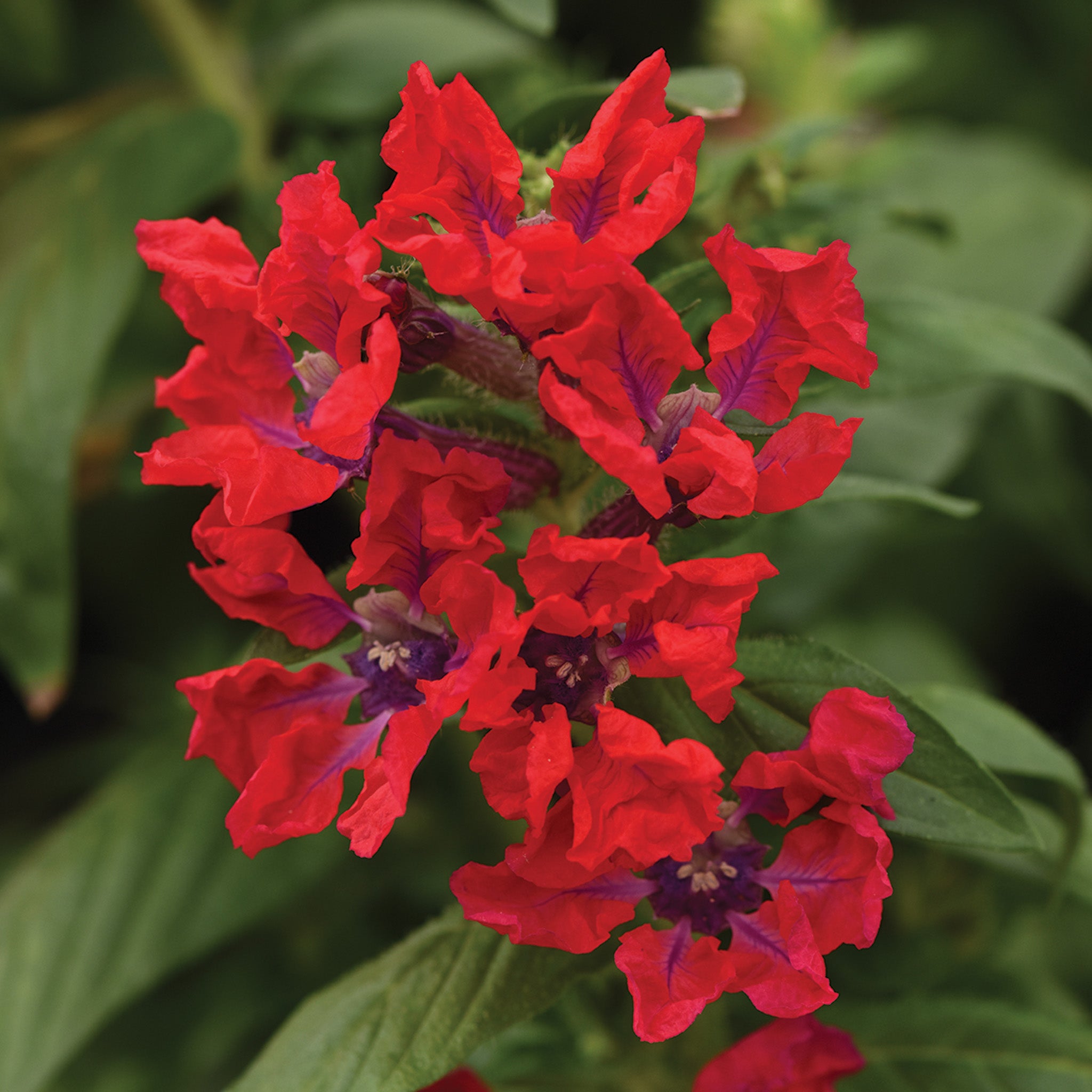 Cuphea, Sweet Talk™ Red Hybrid