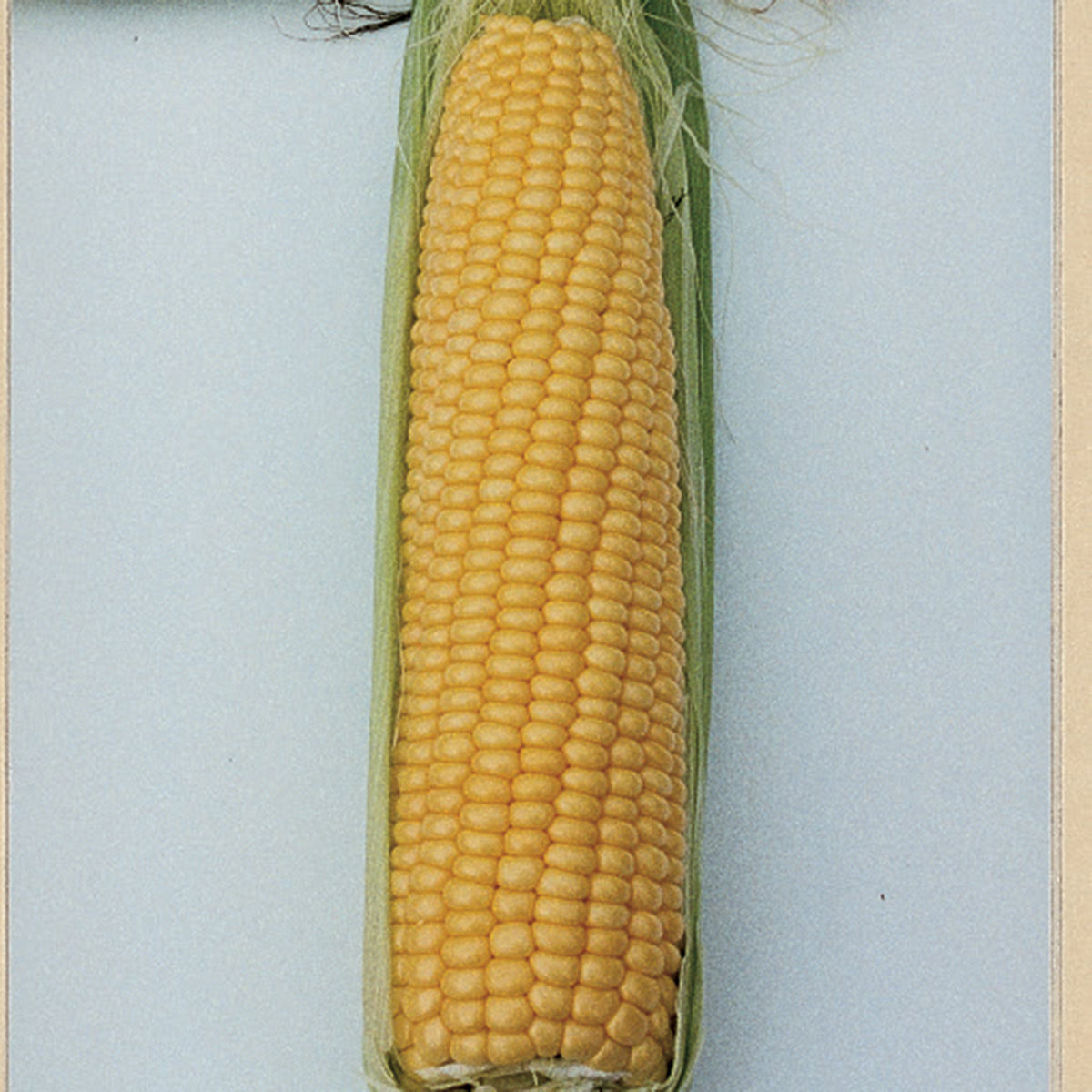 Sweet Corn, NK 199 Yellow Hybrid, Treated