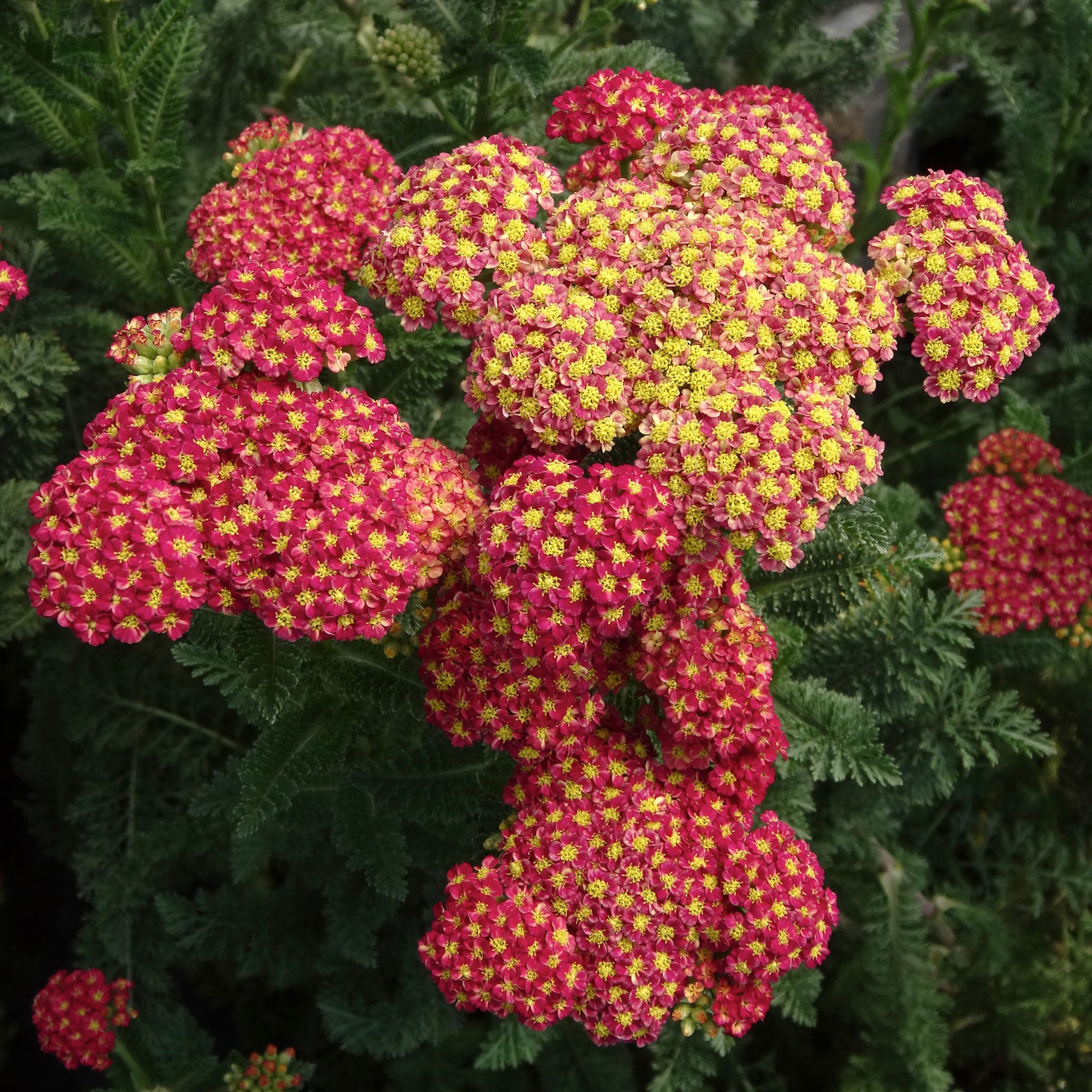 Yarrow, Strawberry Seduction