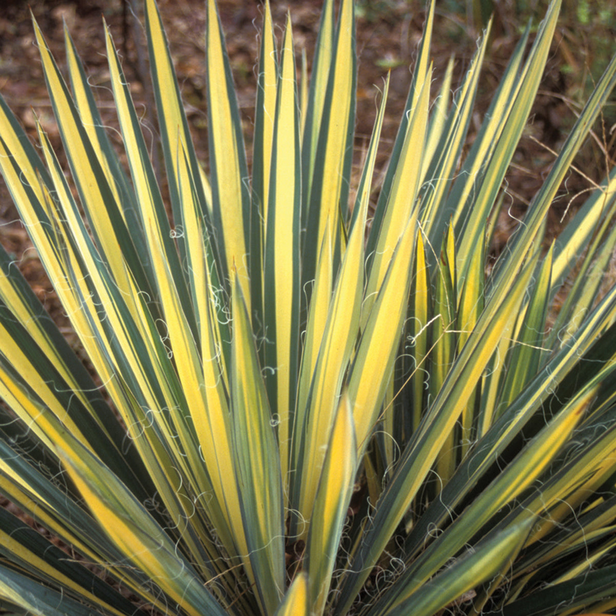 Yucca, Color Guard
