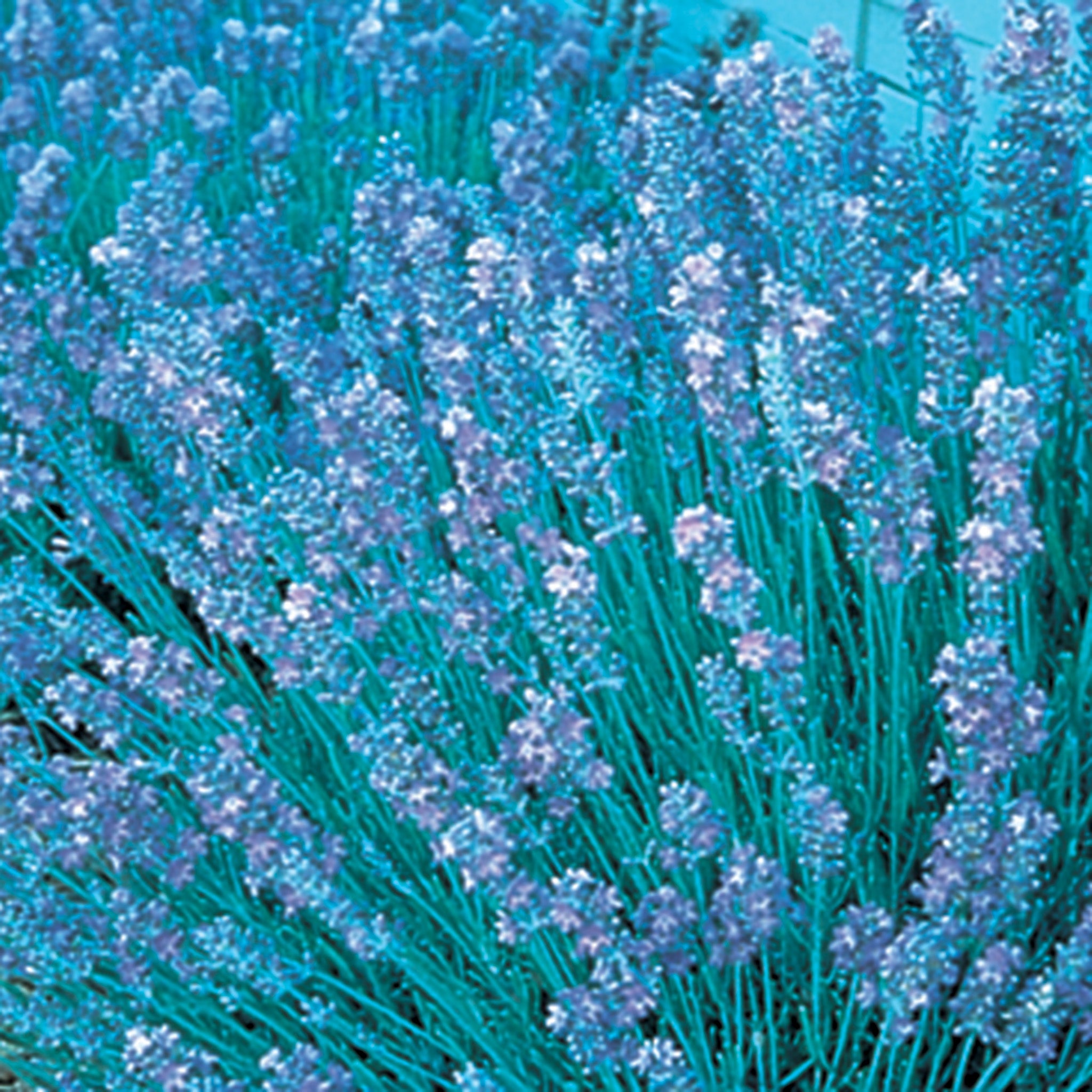 Lavender, Munstead Dwarf