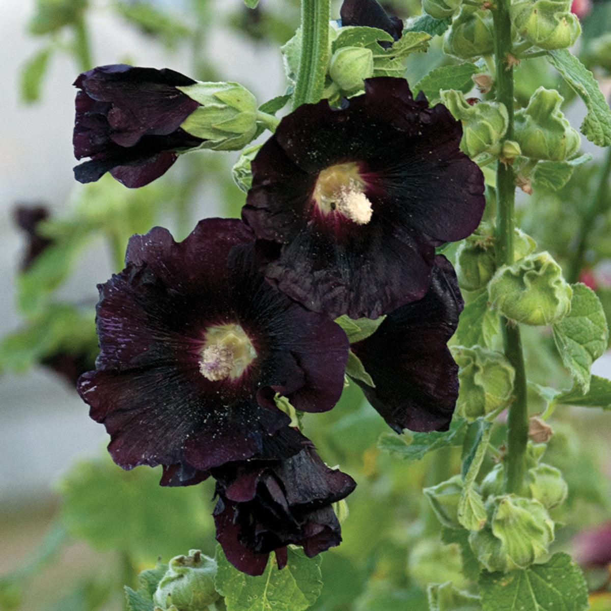 Hollyhock, Spotlight™ Blacknight
