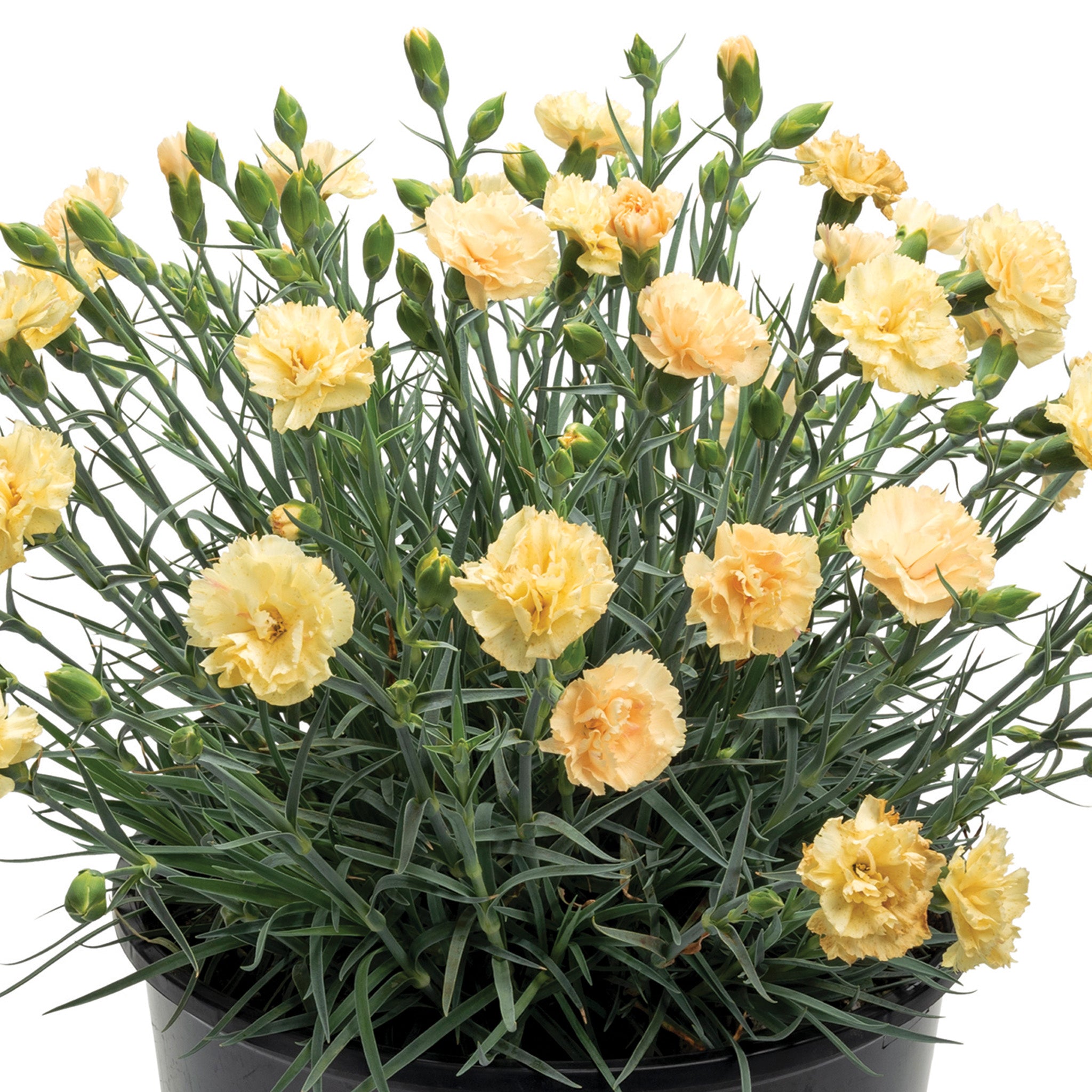 Dianthus, Premier™ Hello Yellow
