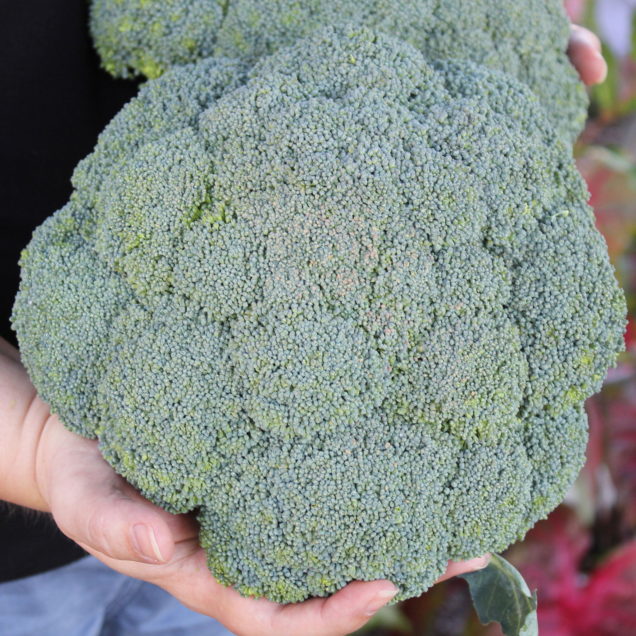 Broccoli, Lieutenant Hybrid