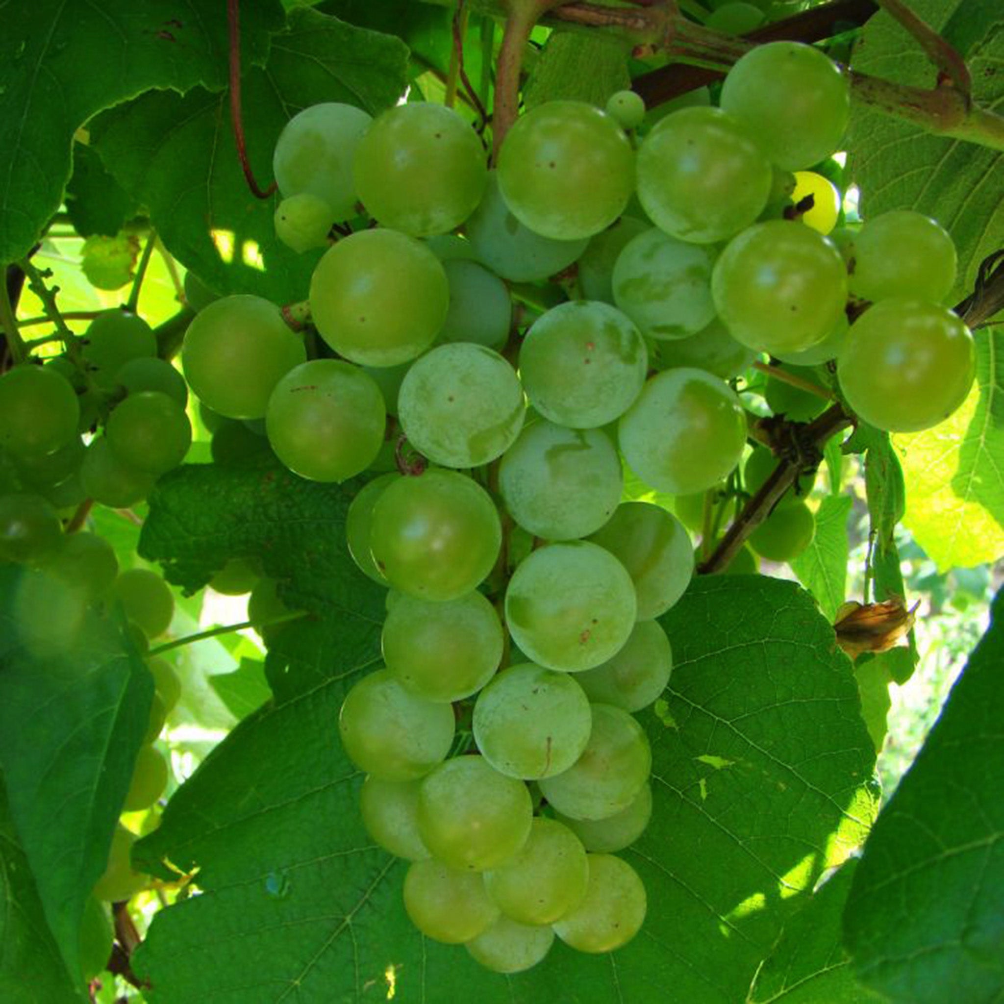 Grape, Edelweiss