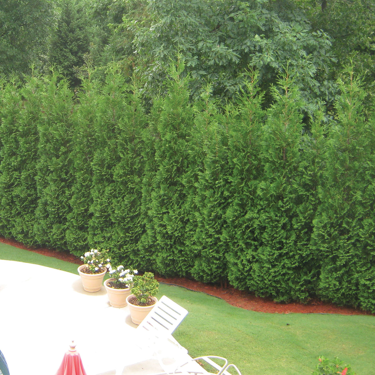 Arborvitae, American Pillar, Full Speed A Hedge®