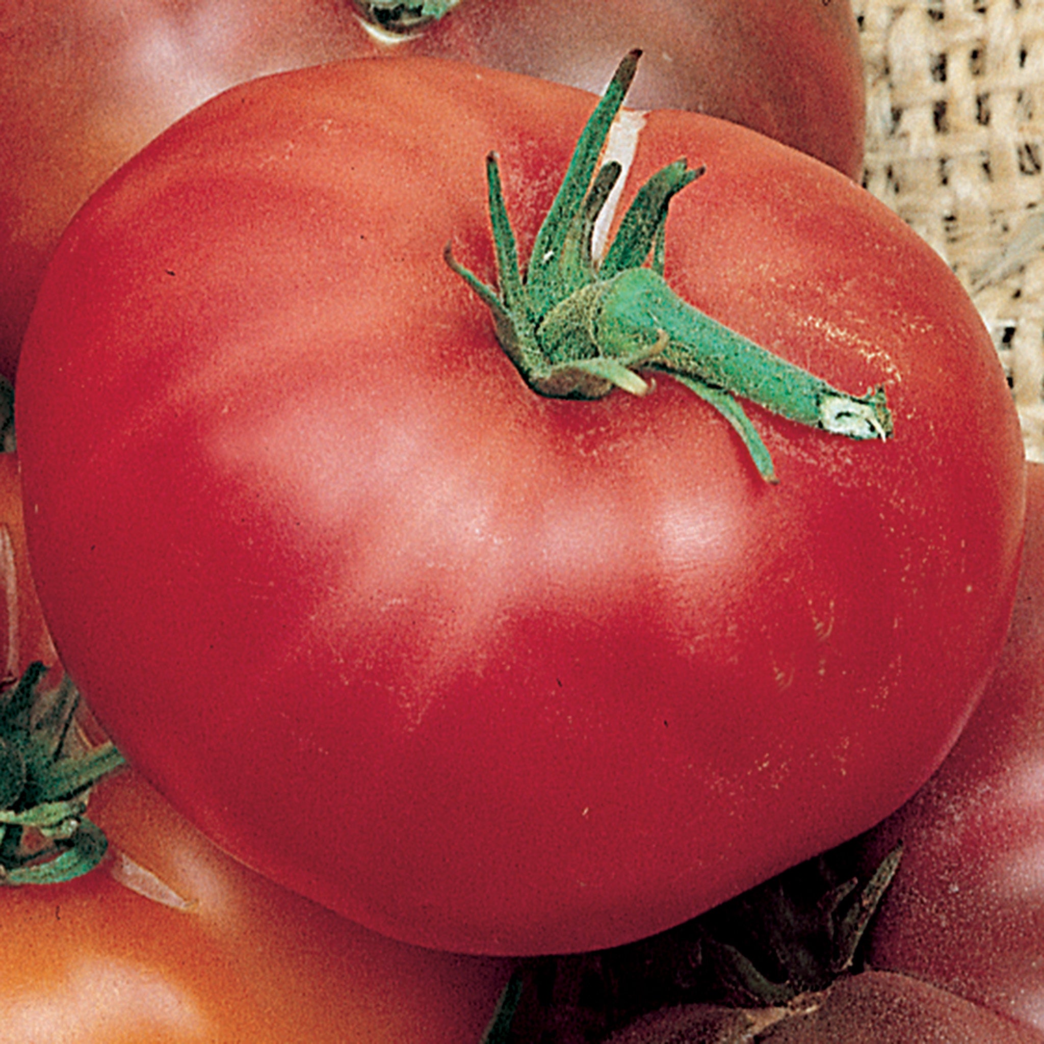 Tomato, Brandywine (Potato Leaf-Type)