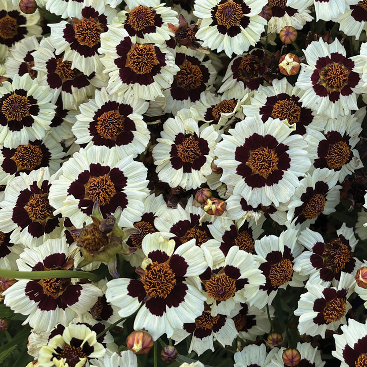Coreopsis, Corusco Cream-Red