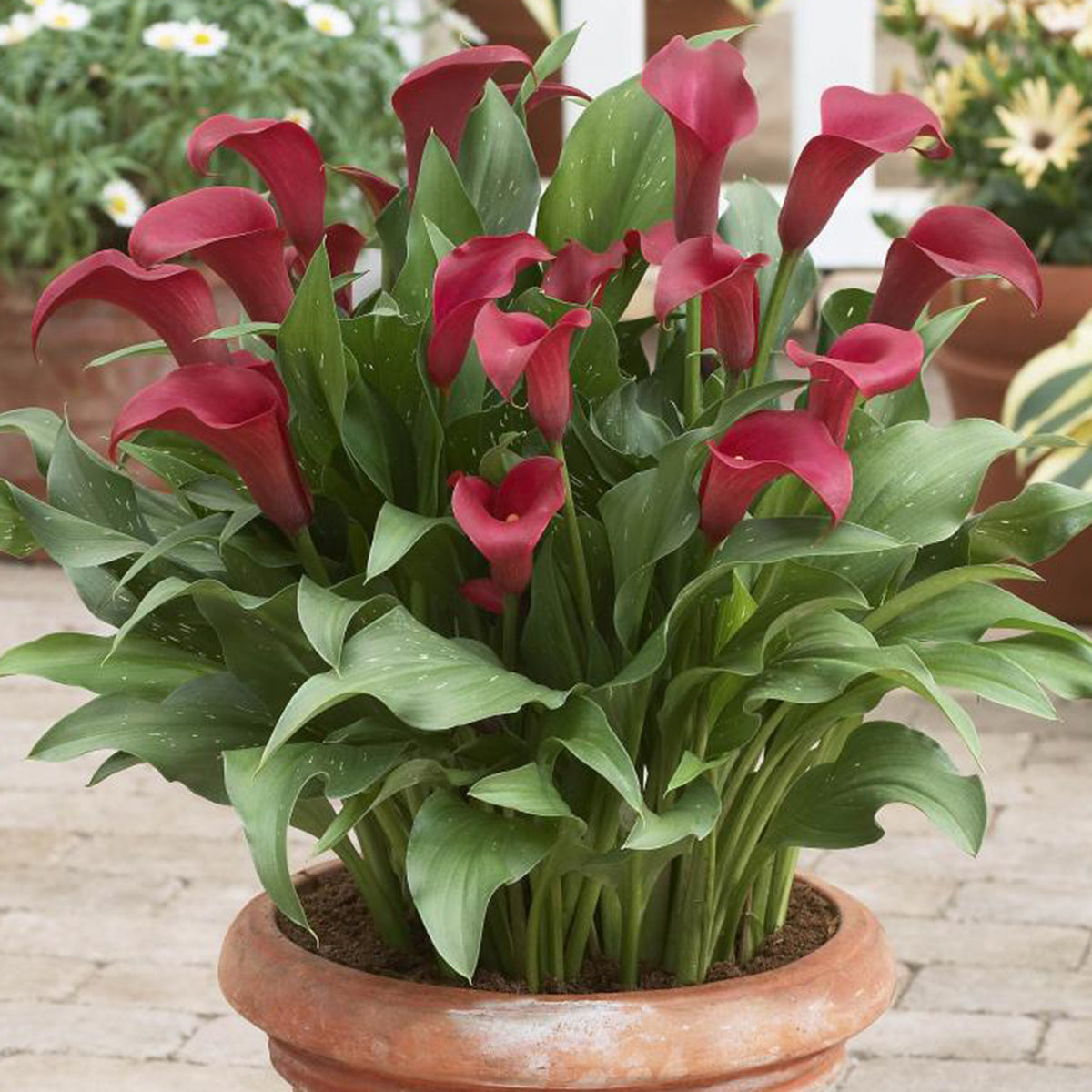 Calla Lily, Royal Valentine®