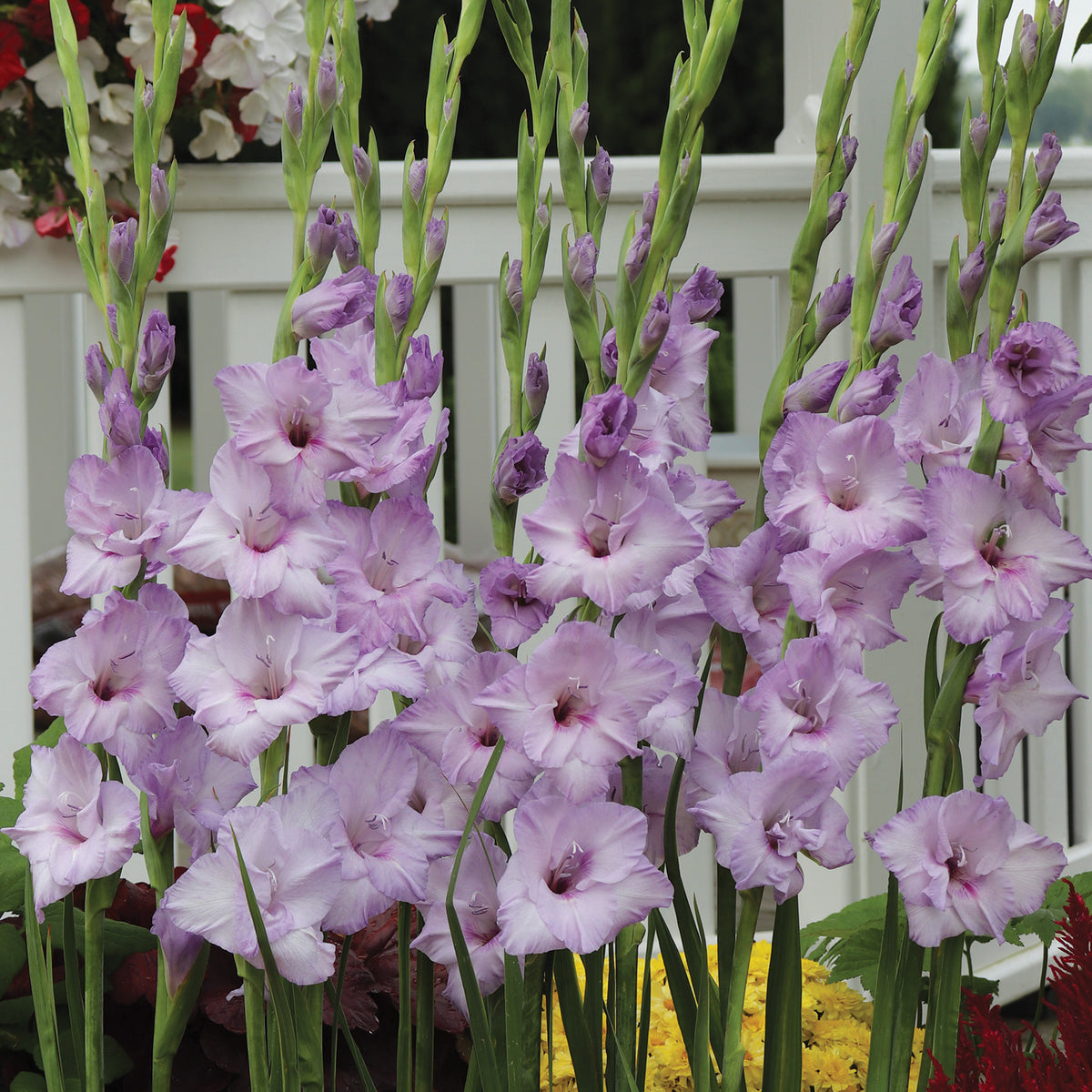 Gladiolus, Deluxe, Blue Tropic, Pack of 5