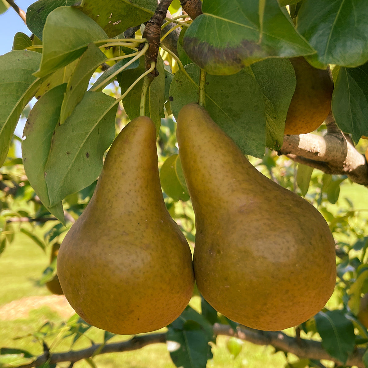 Pear, Standard, Bosc