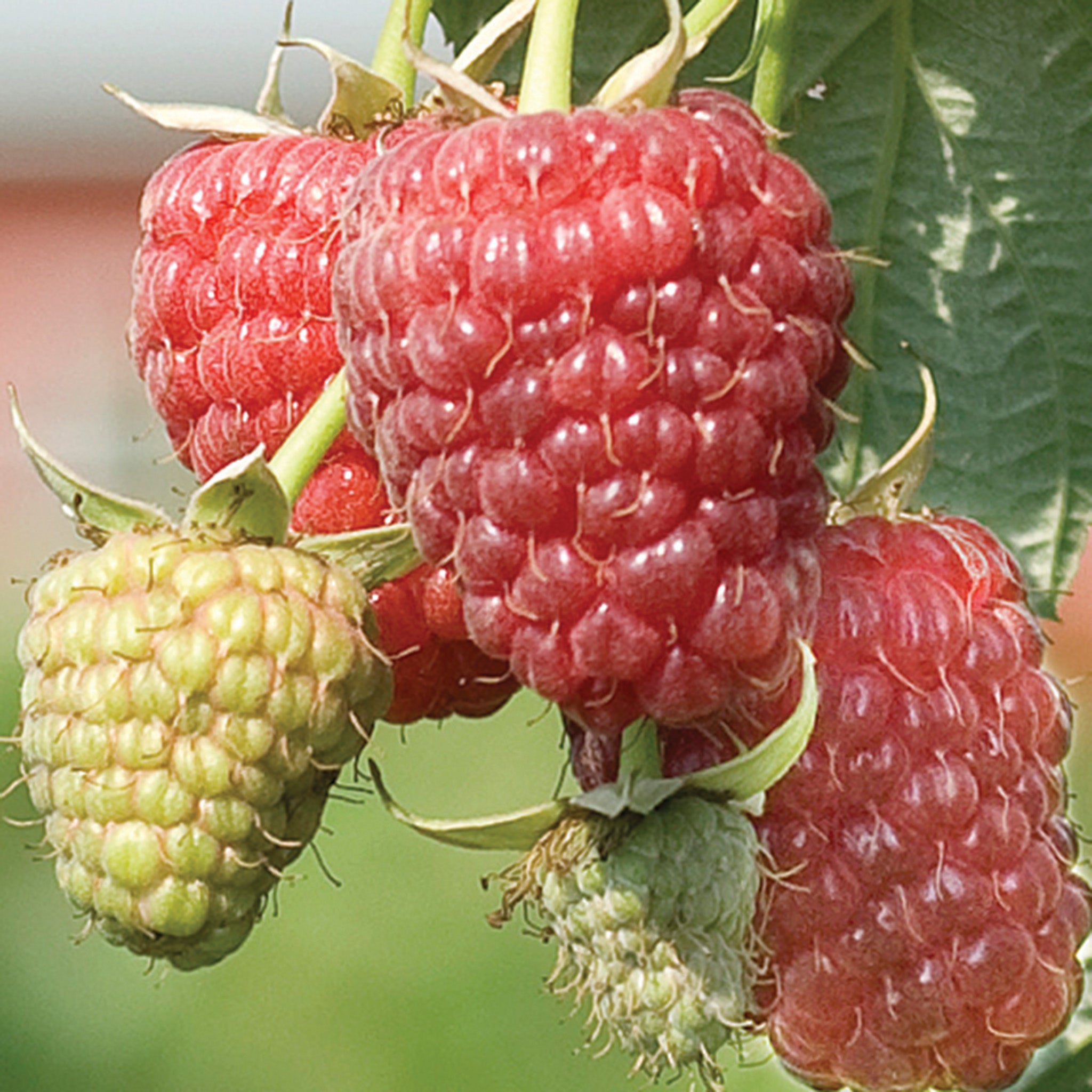 Raspberry, Fall-Bearing, Caroline