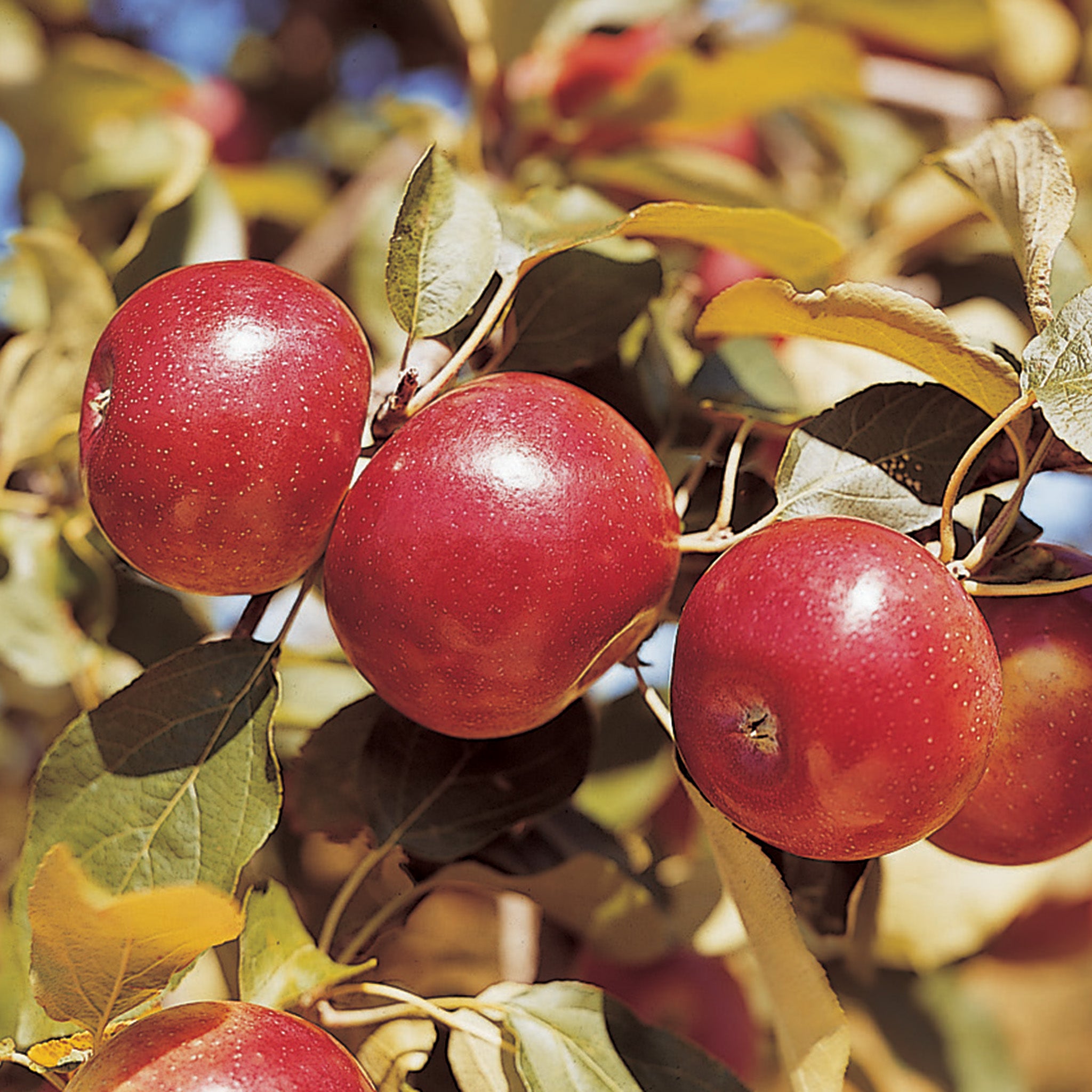 Apple, Semi-Dwarf, Freedom