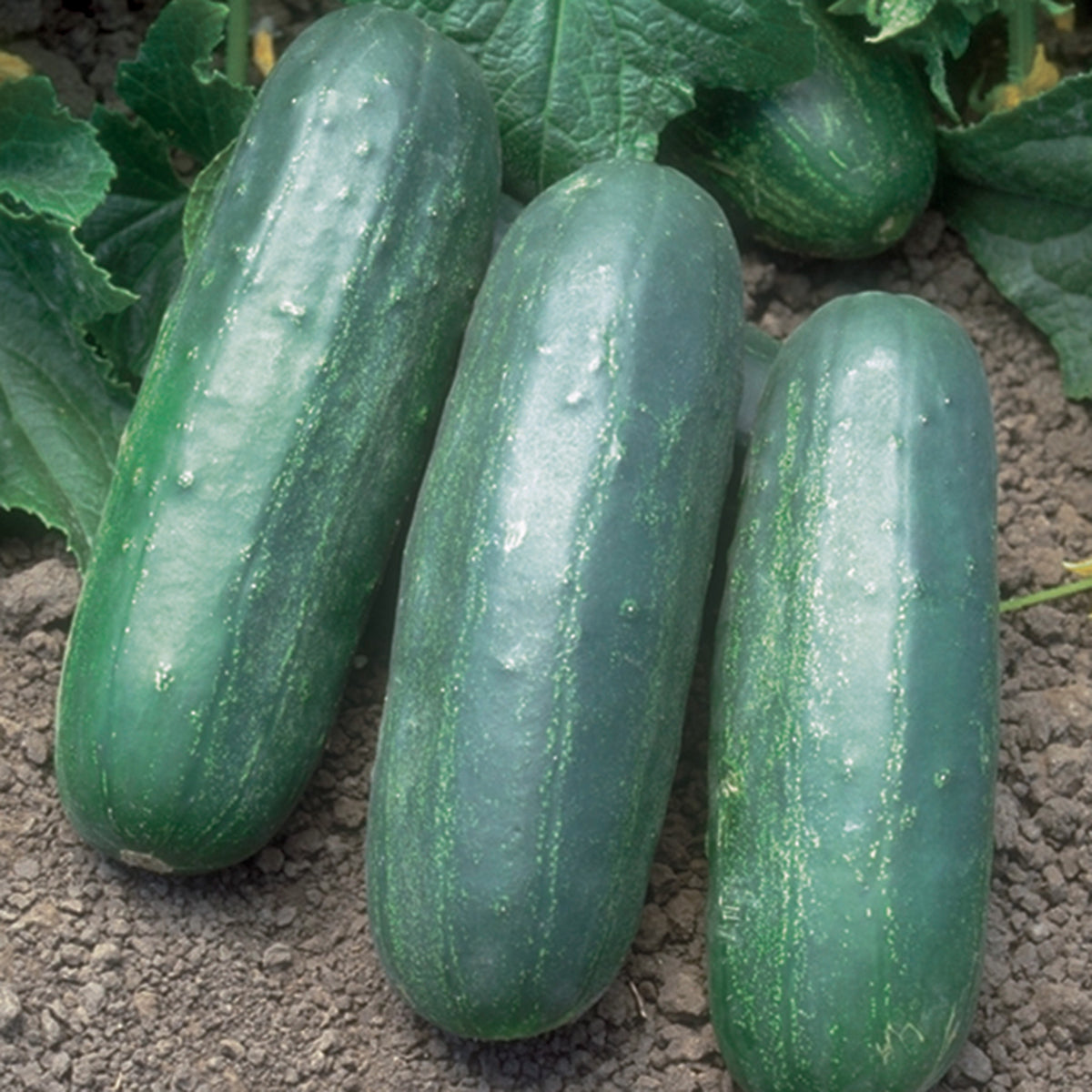Cucumber, Eureka Hybrid