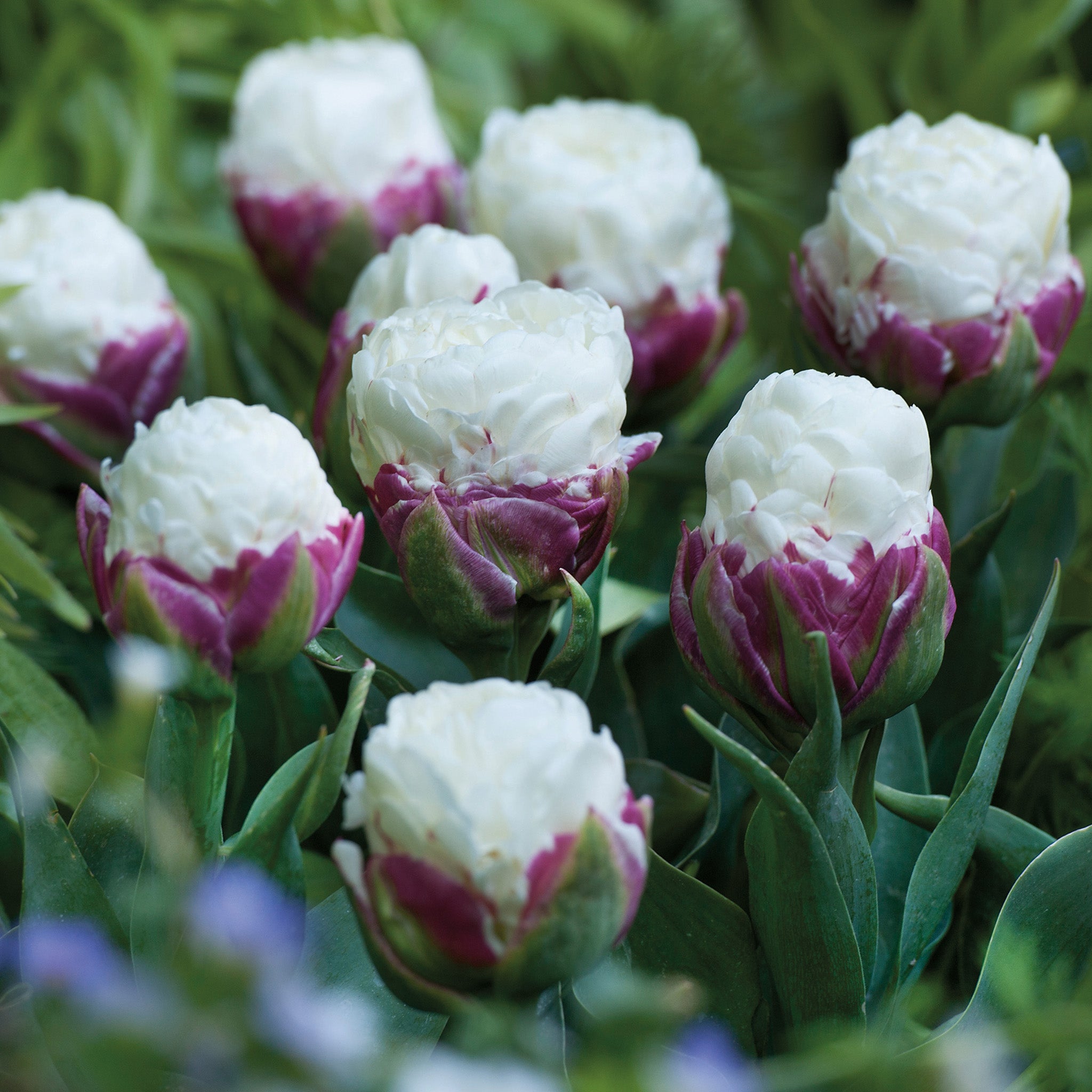 Tulip, Ice Cream, 10 Pack