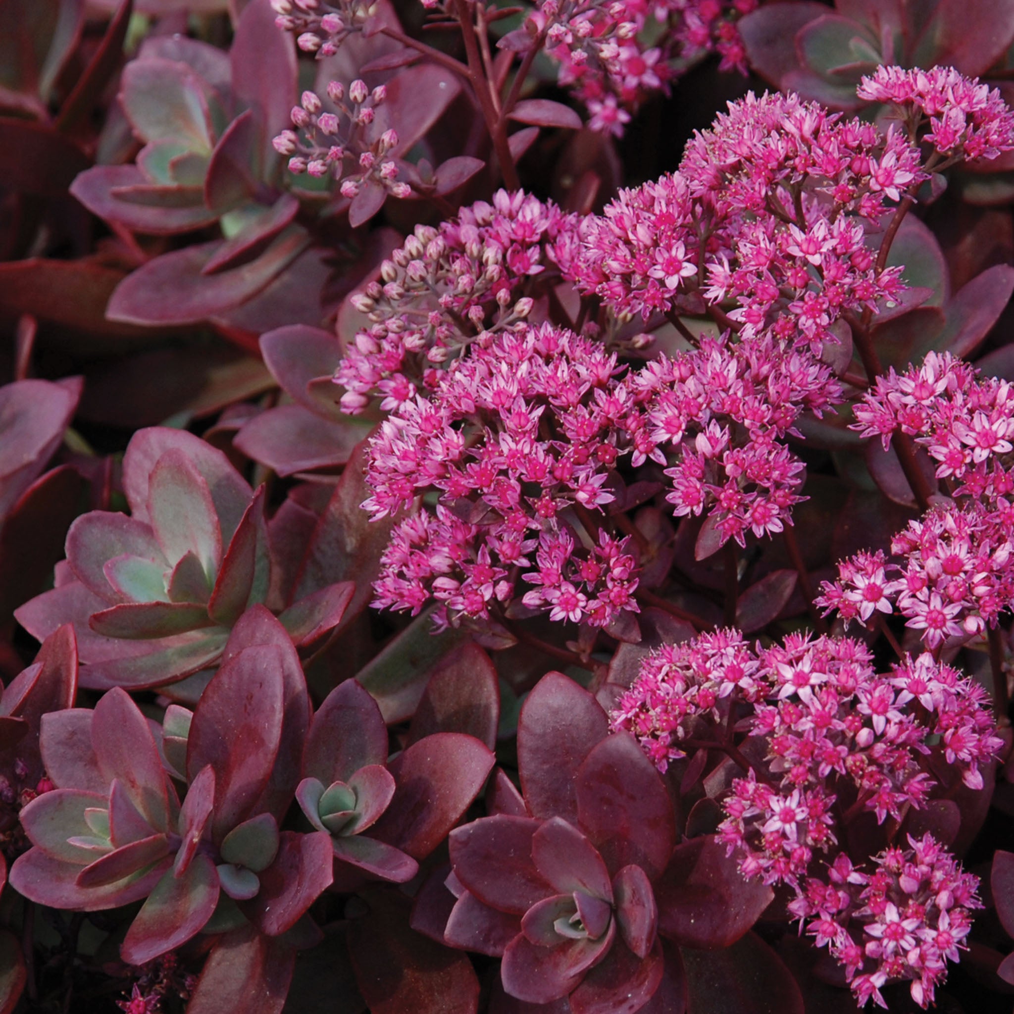 Sedum, Sunsparkler® Firecracker