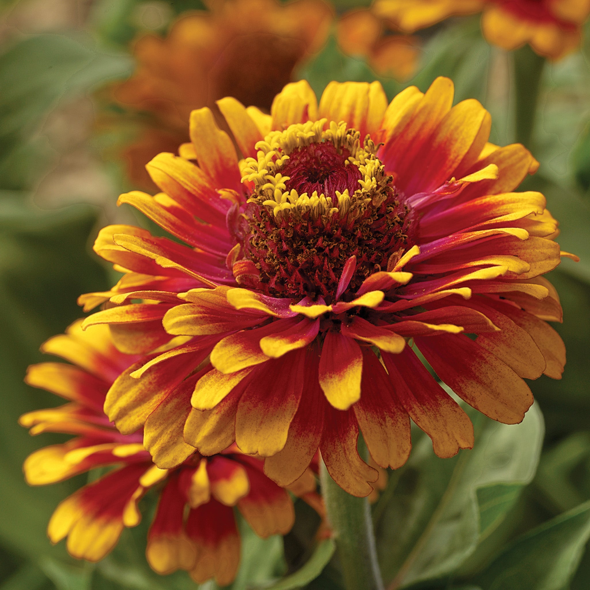 Zinnia, Zowie!™ Yellow Flame Hybrid