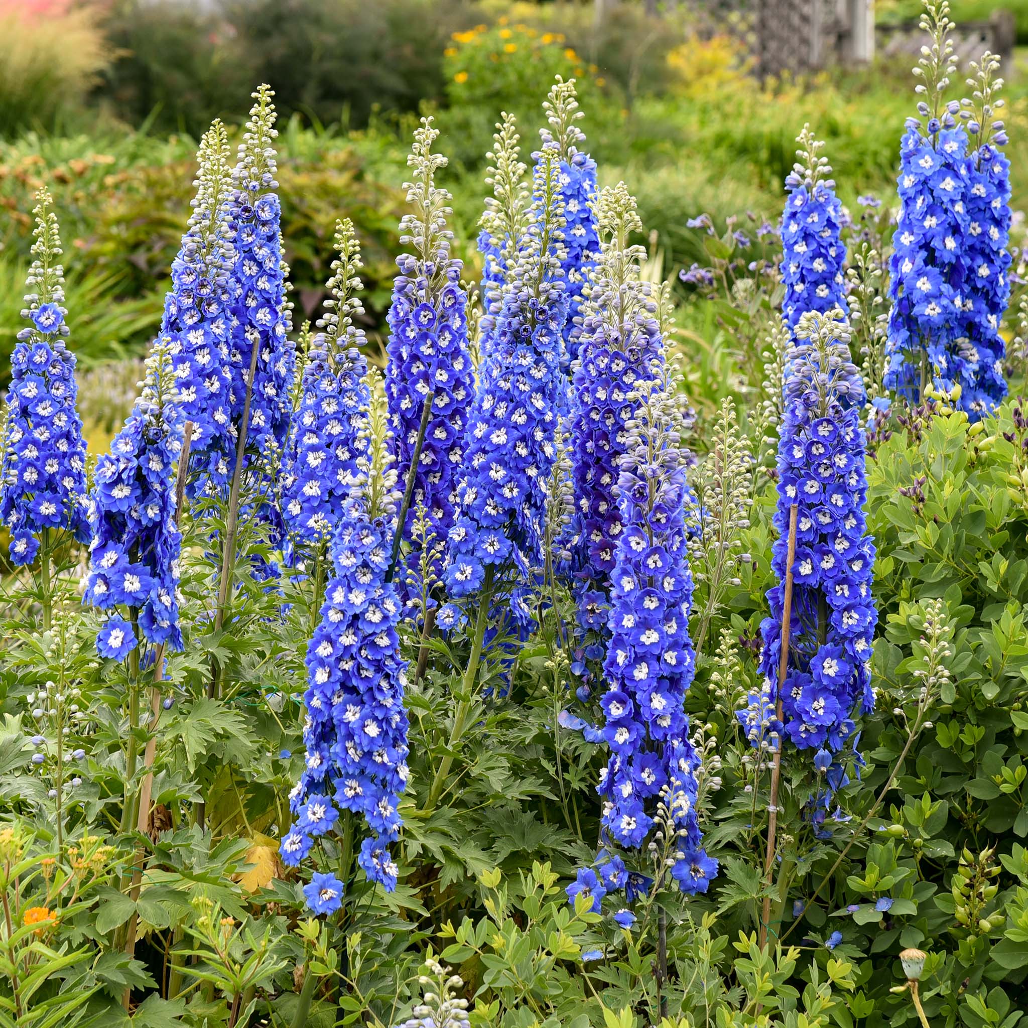 Delphinium, Cobalt Dreams