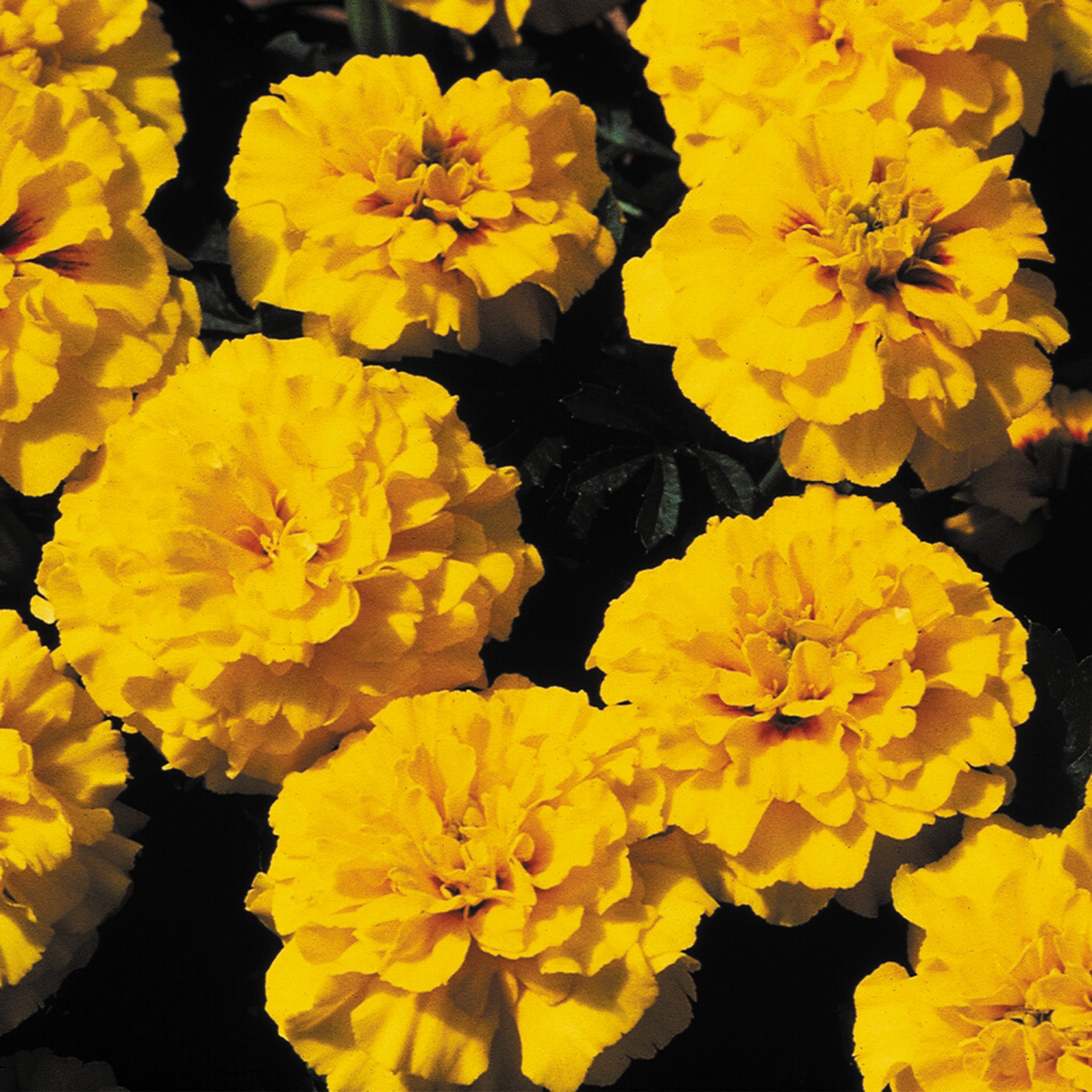 Marigold, Janie Bright Yellow