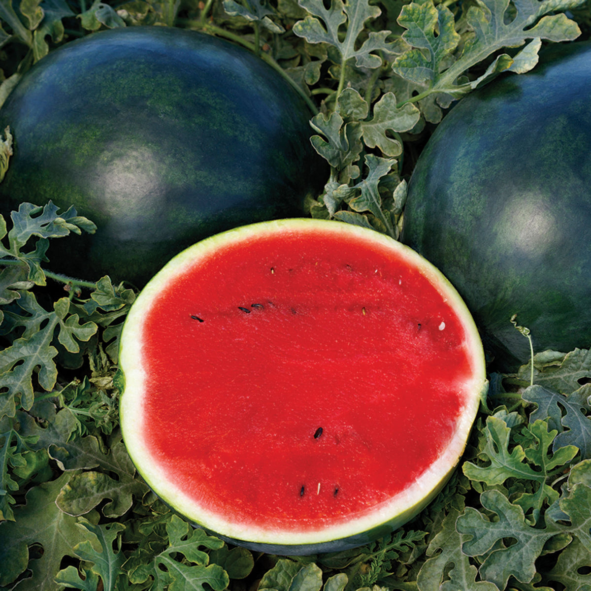 Watermelon, Sweetie Pie Hybrid