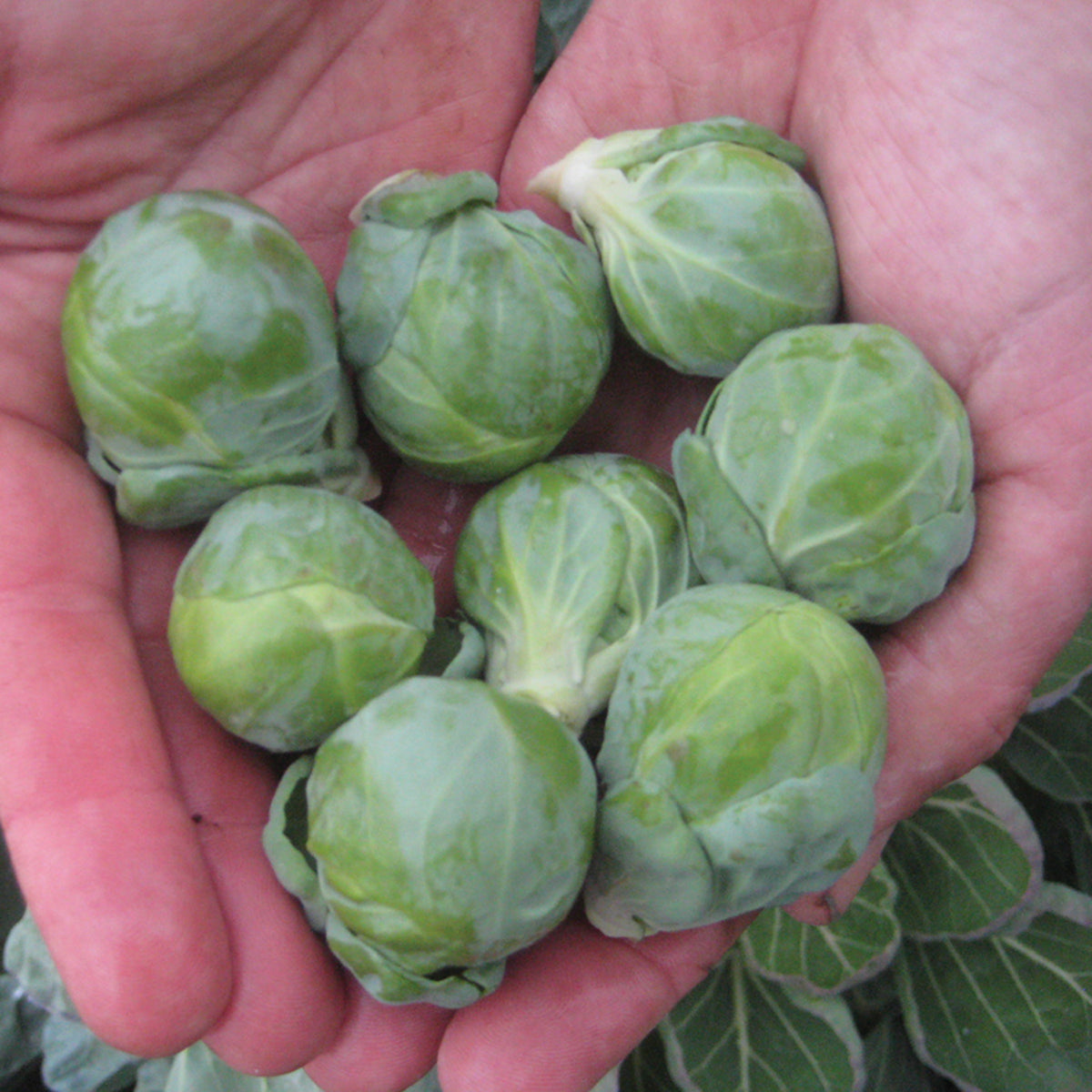Brussels Sprouts, Hestia Hybrid