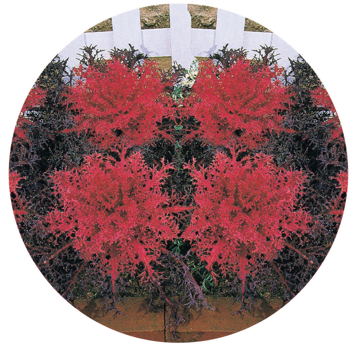 Kale, Ornamental, Red Peacock Hybrid