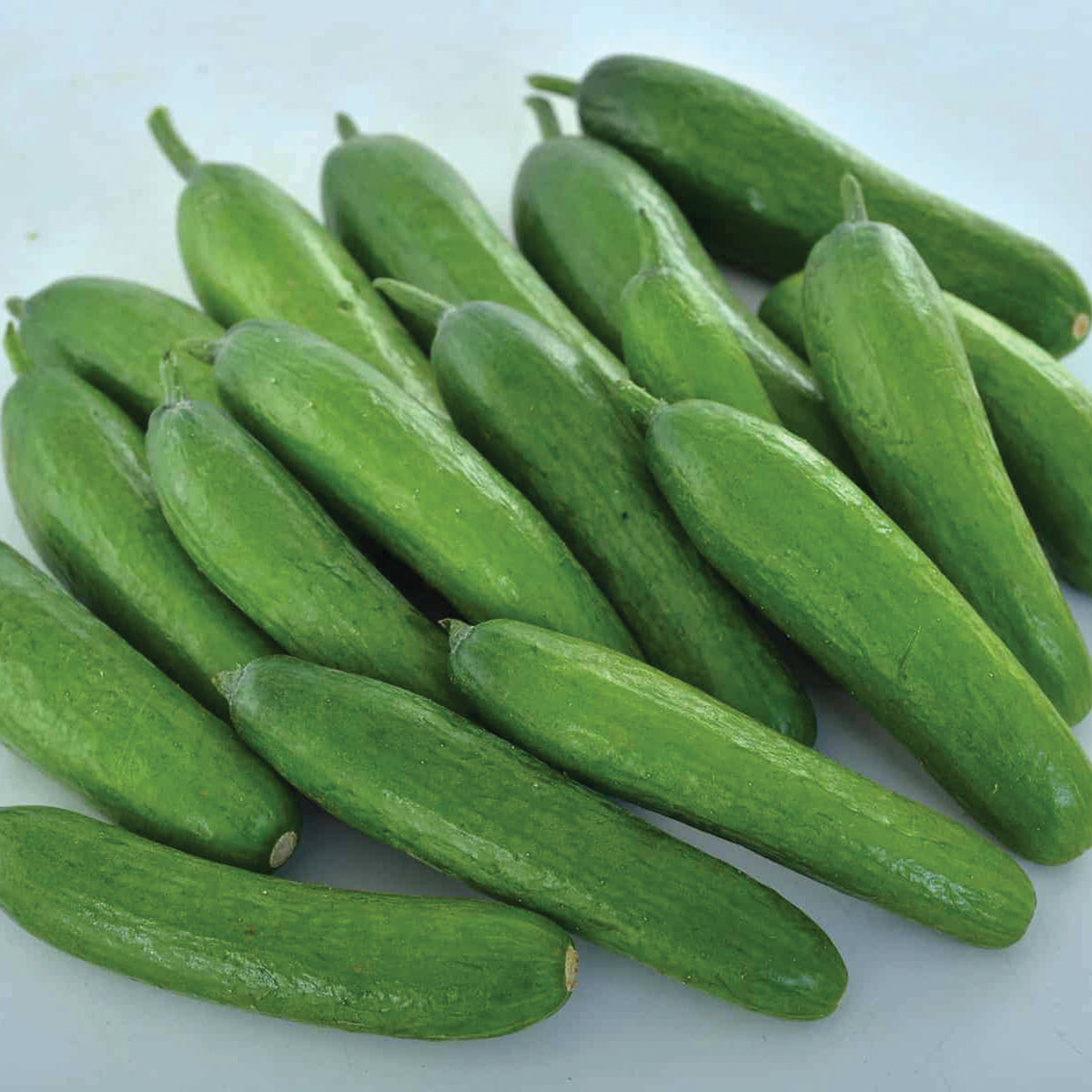 Cucumber, Green Light Hybrid