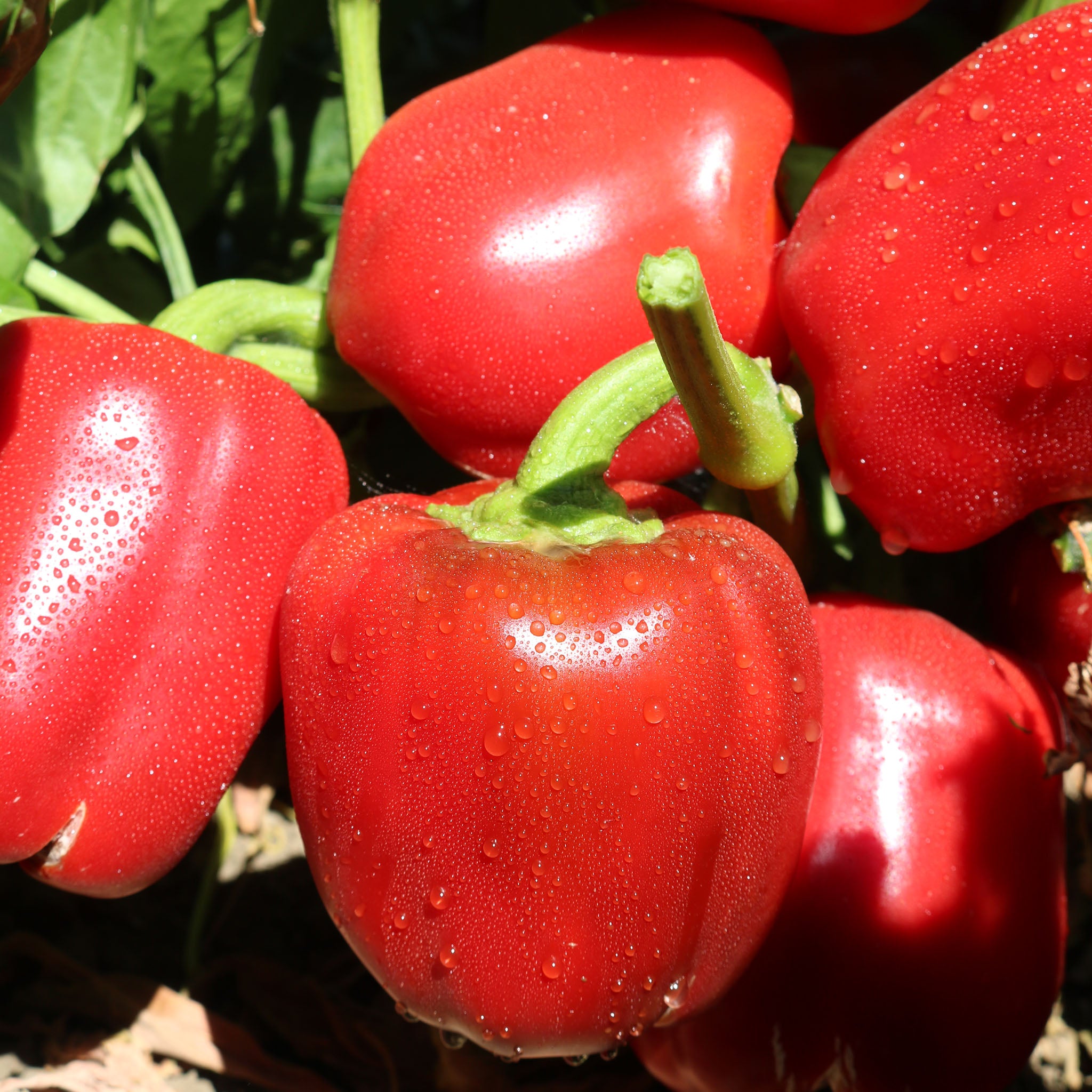 Pepper, Sweet, Heartbeat Pimento Hybrid