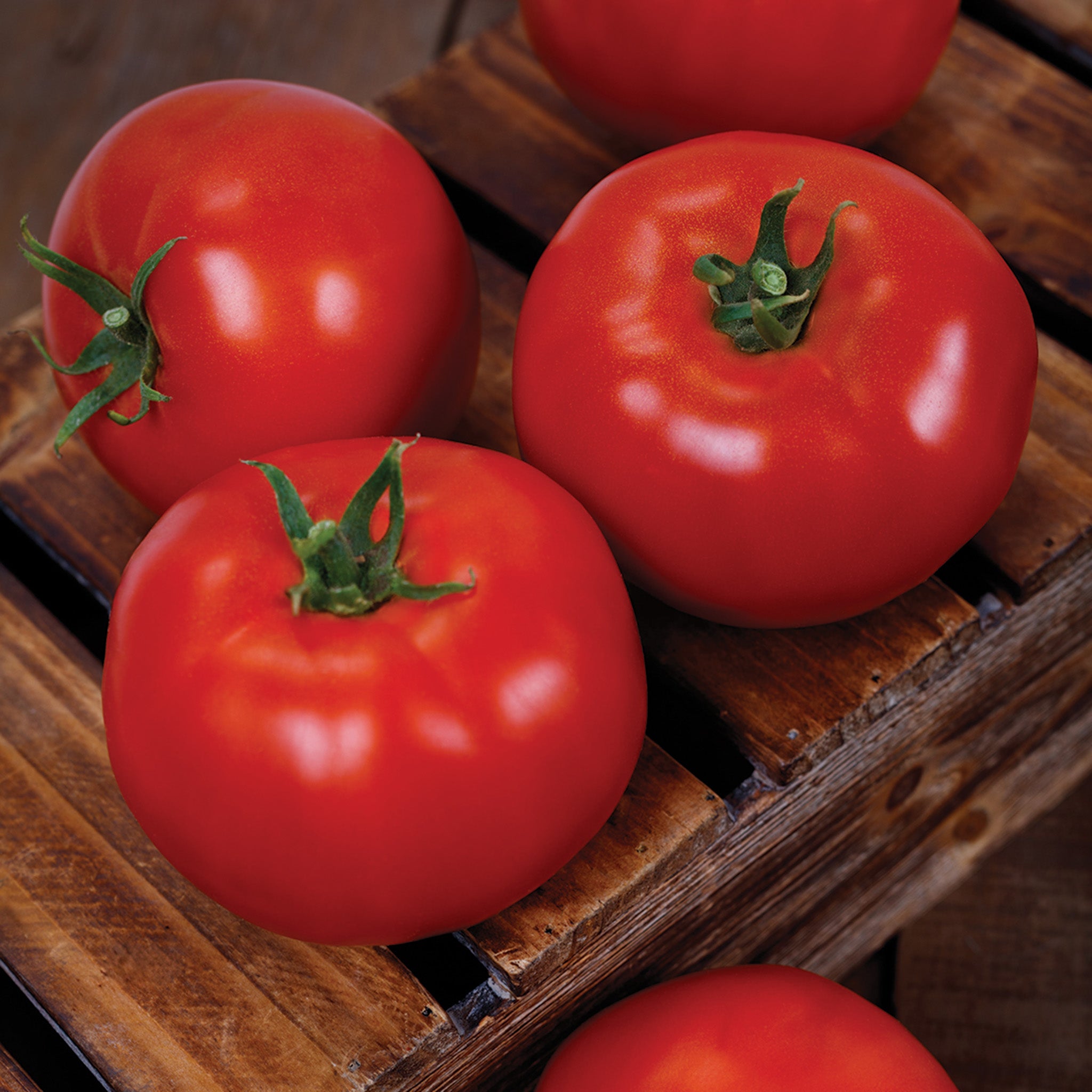 Tomato, Firebird Hybrid