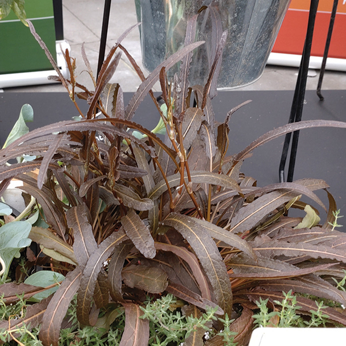 Sorrel, Twister Copper Red