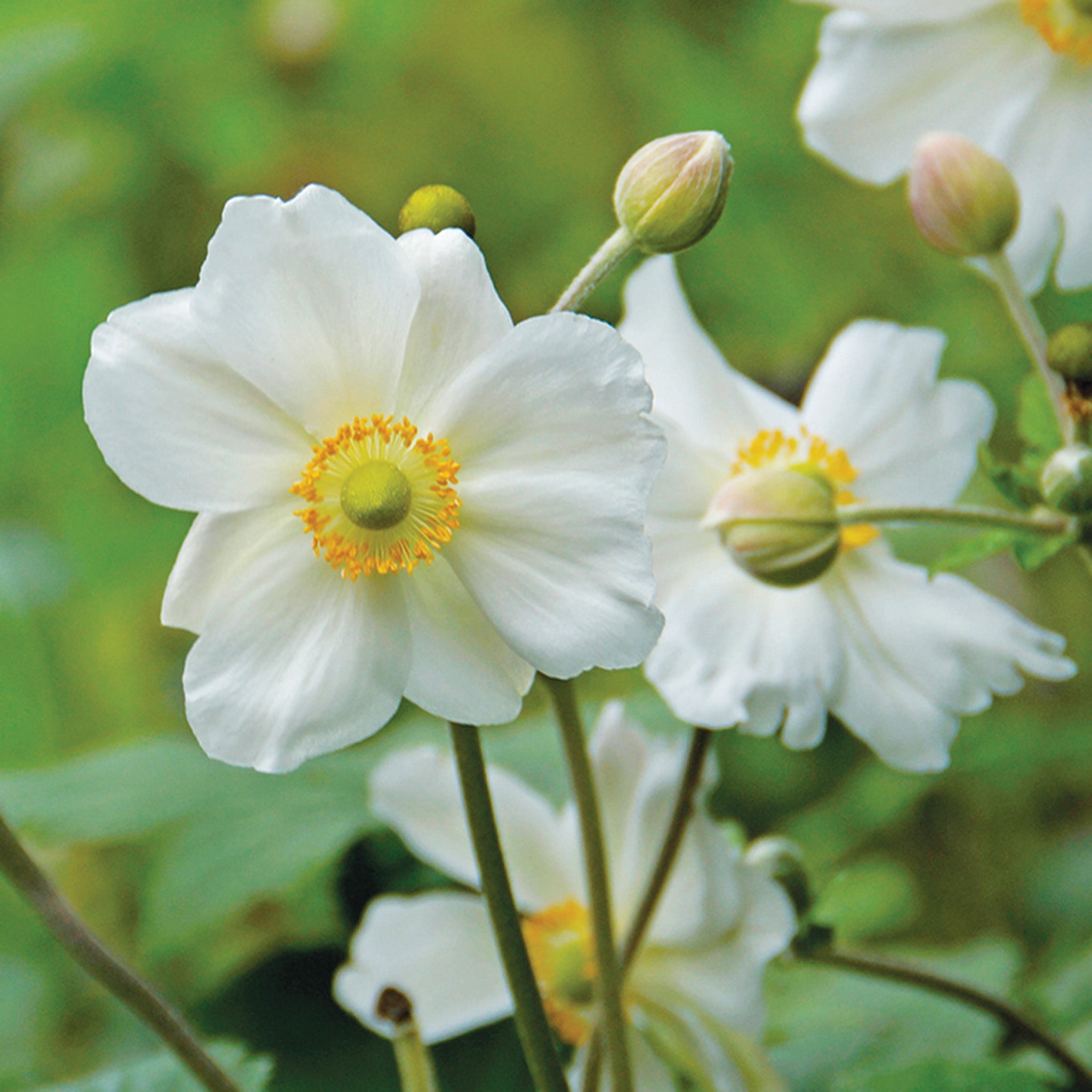 Anemone, Honorine Jobert