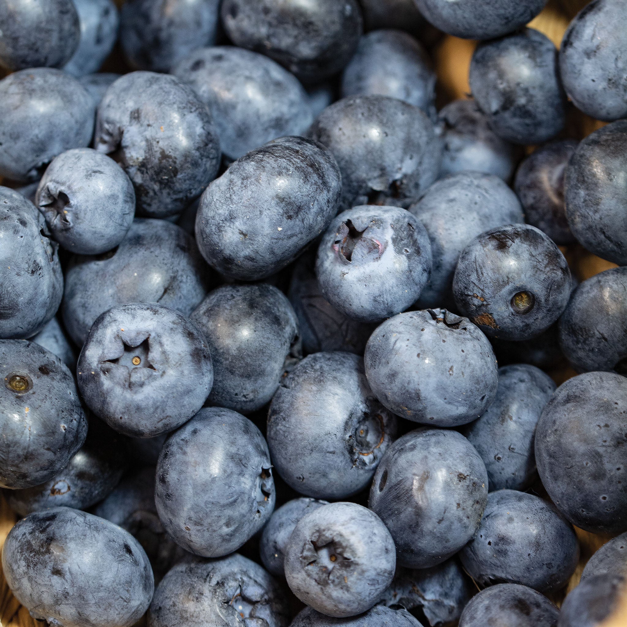 Blueberry, Dwarf Northblue