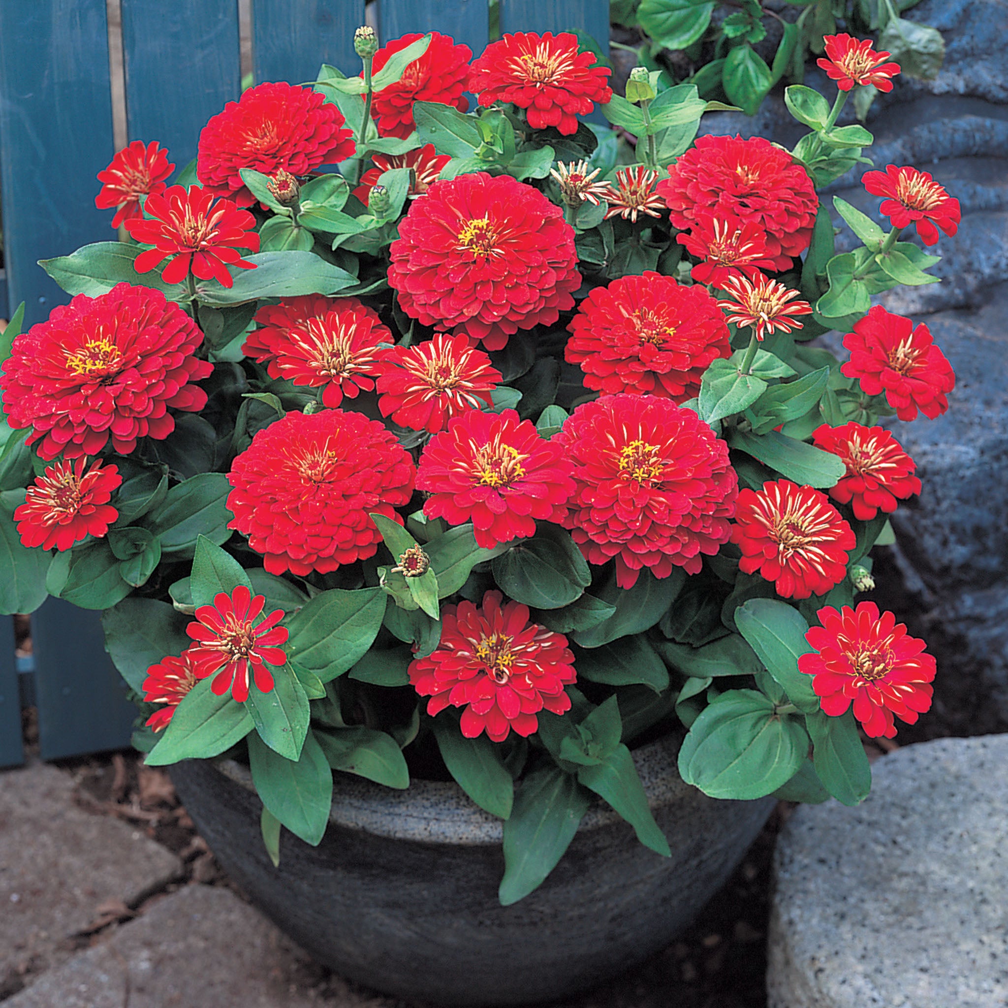Zinnia, Dreamland™ Red Hybrid