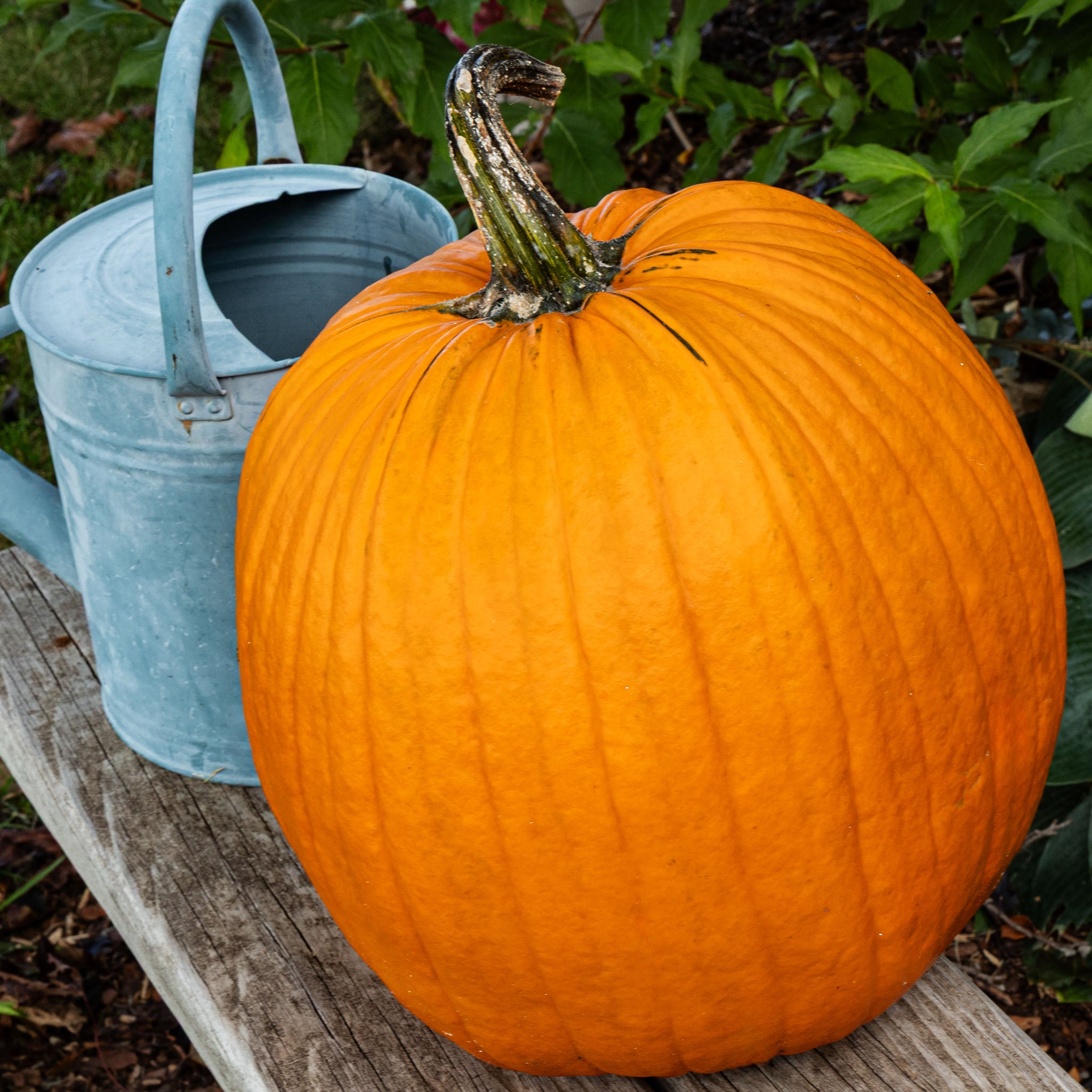 Pumpkin, Howden Biggie