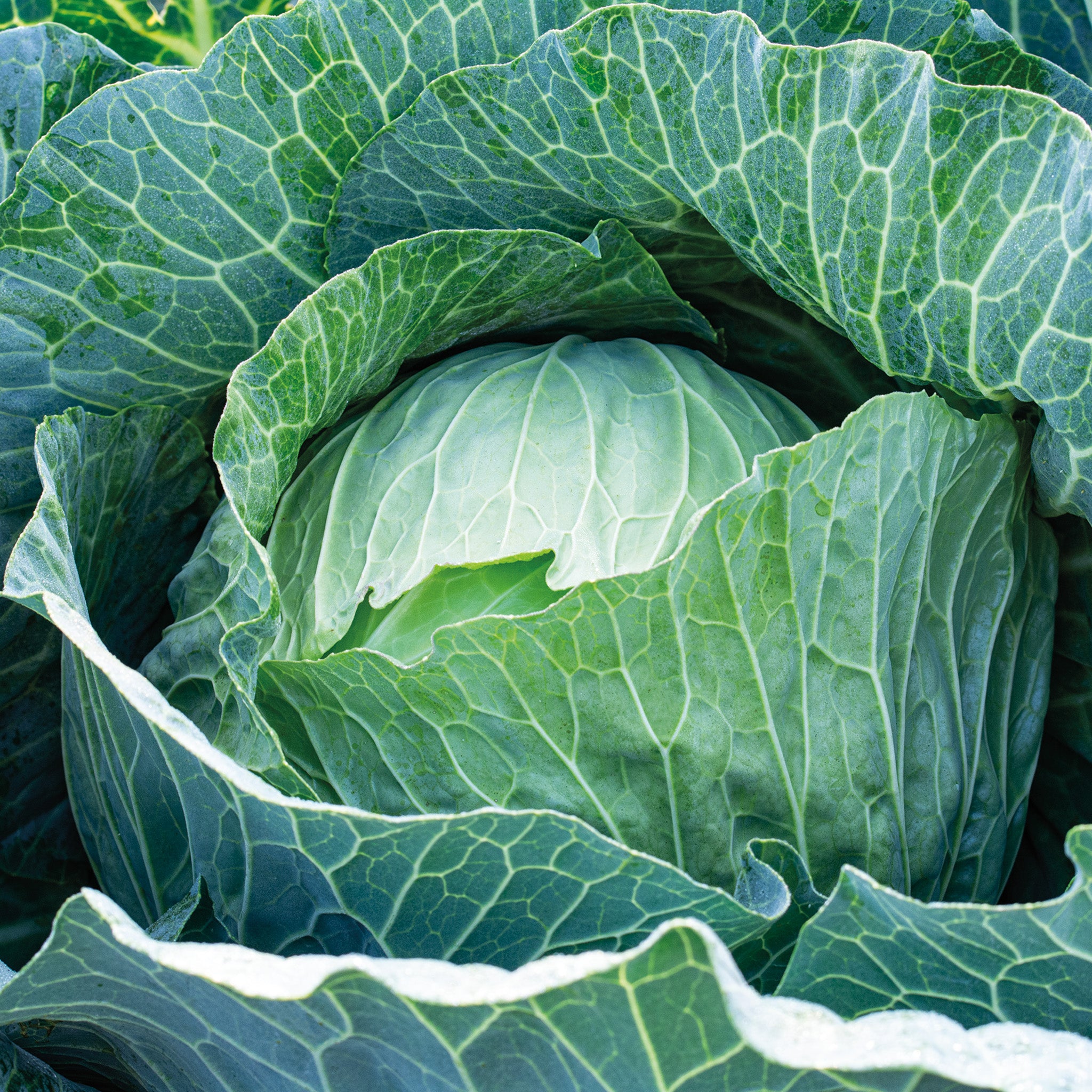 Cabbage, Megaton Hybrid
