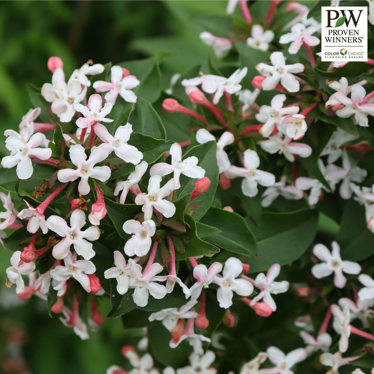 Abelia, Sweet Emotion Blaze™