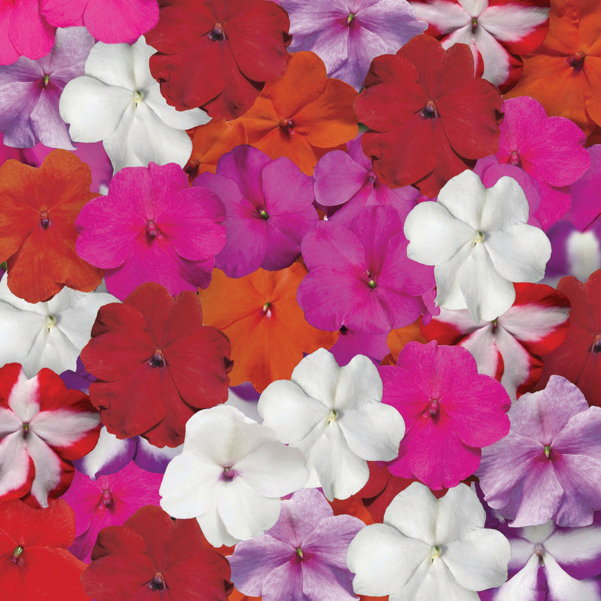 Impatiens, Accent™ Premium Mix Hybrid