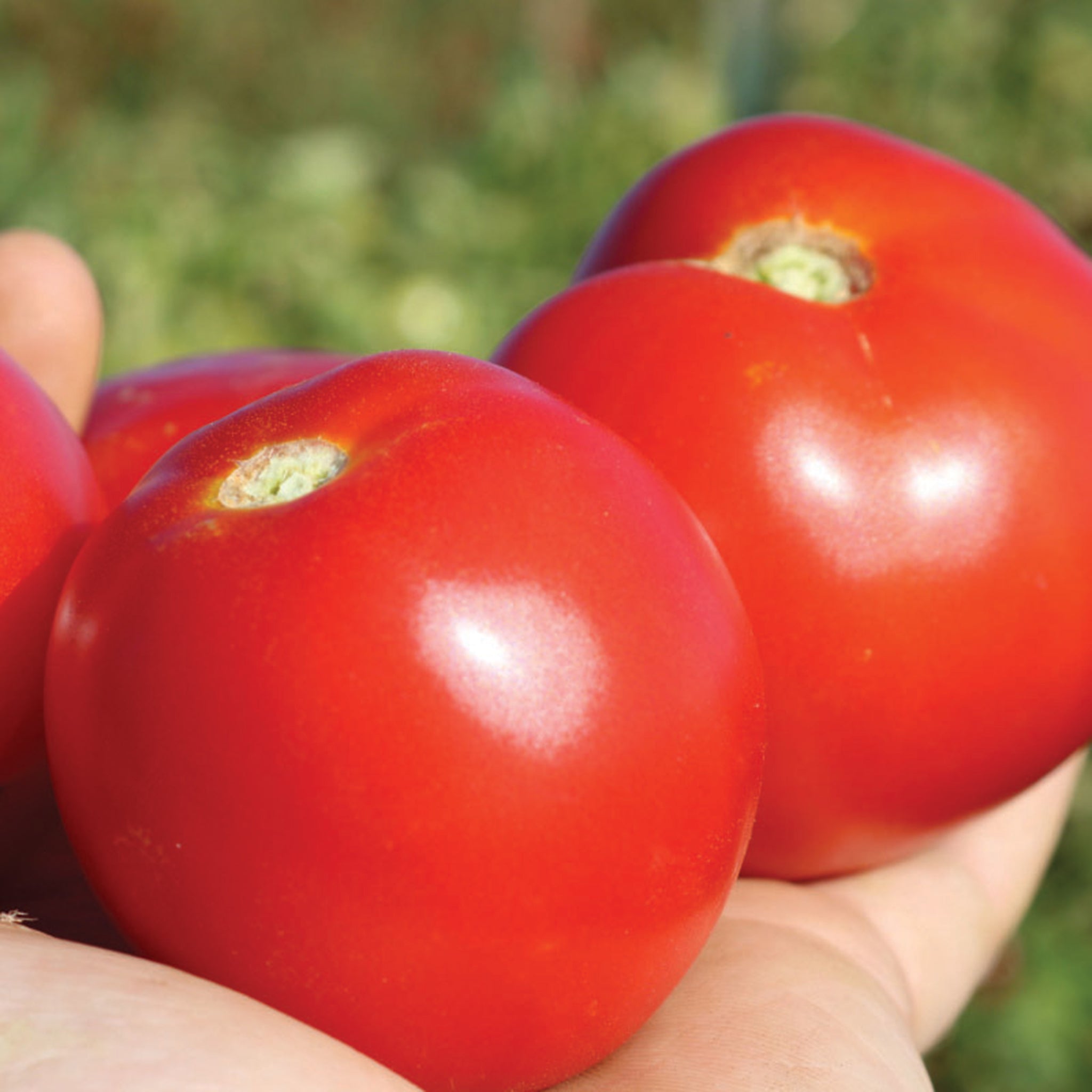 Tomato, Early Girl Plus Hybrid
