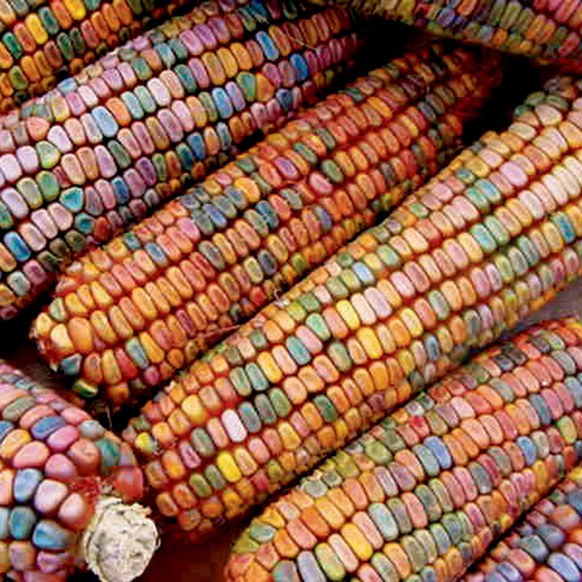 Corn, Ornamental, Earth Tones