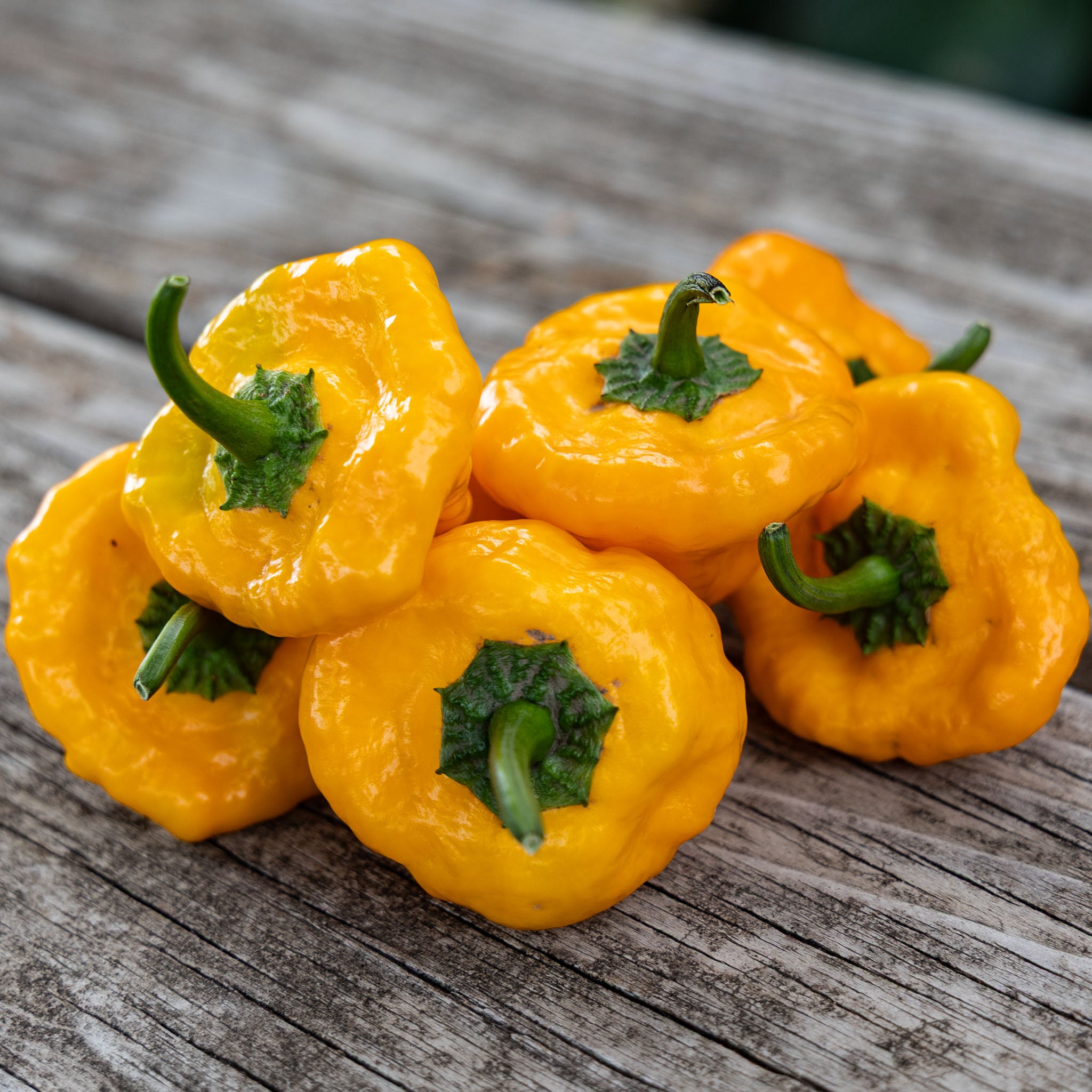 Pepper, Hot, Yellow Scotch Bonnet