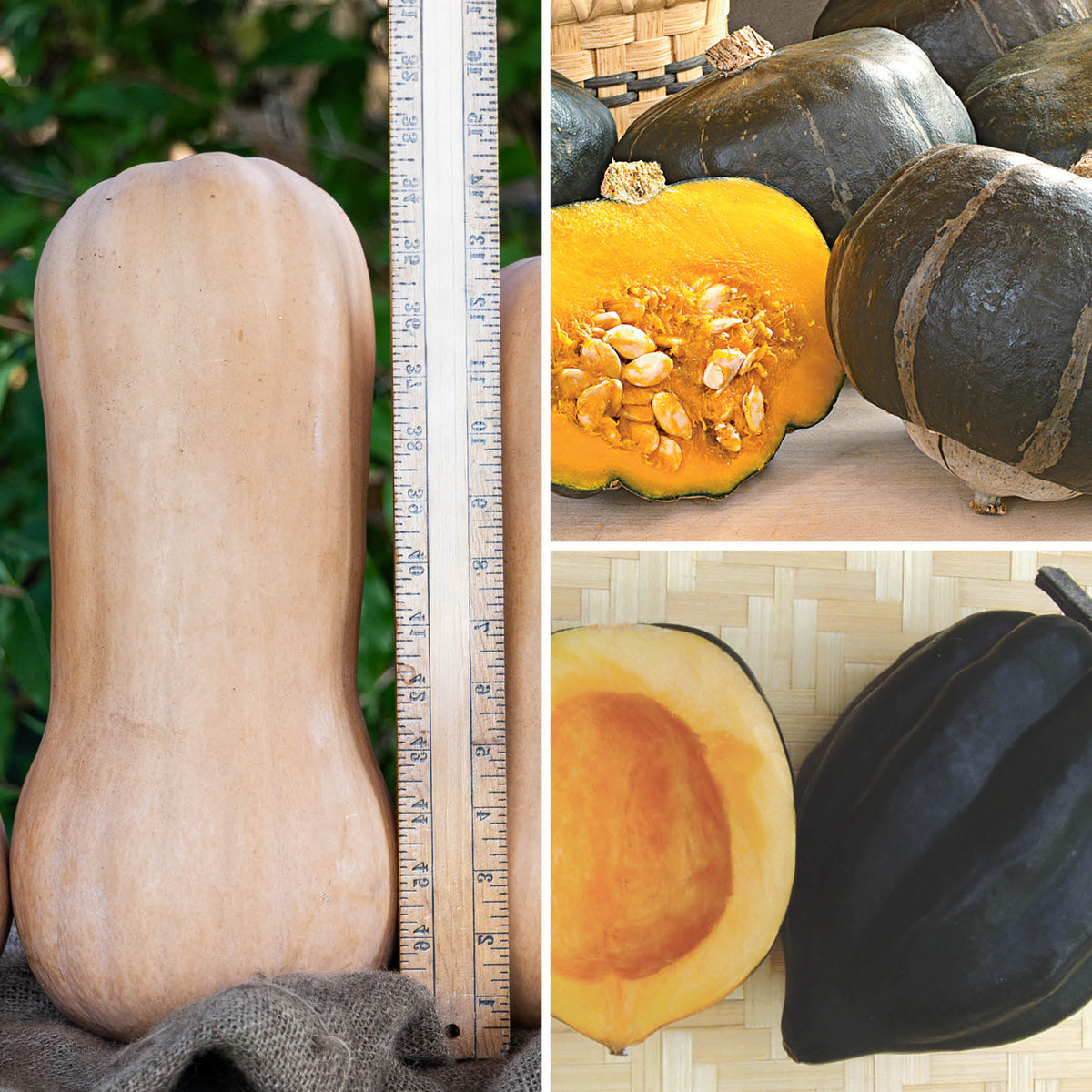 Winter Squash Sampler