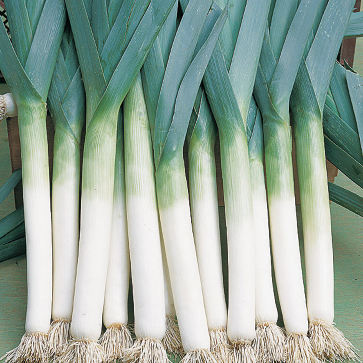 Leek, Lancelot