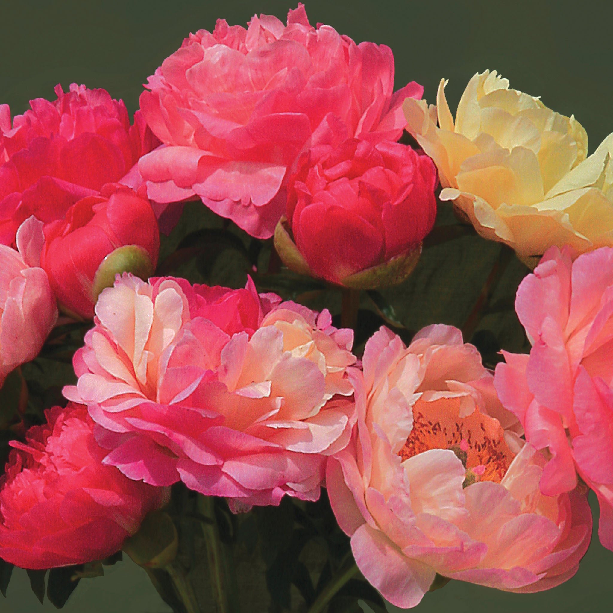 Peony, Coral Sunset