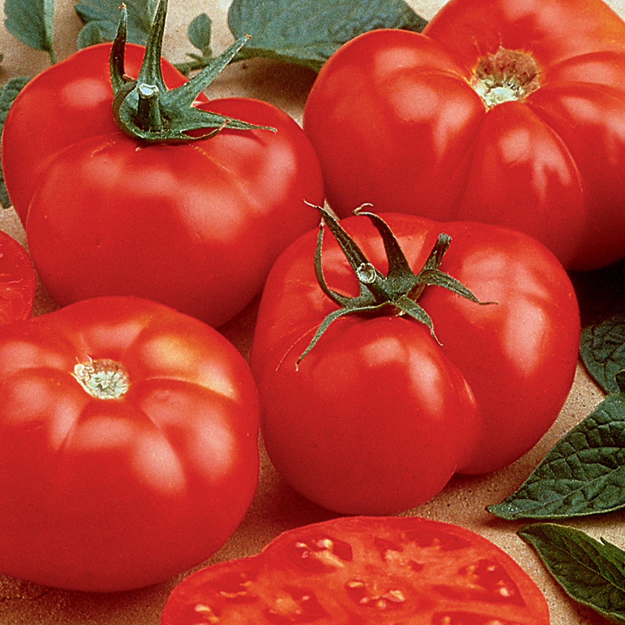 Tomato, Beefmaster Hybird