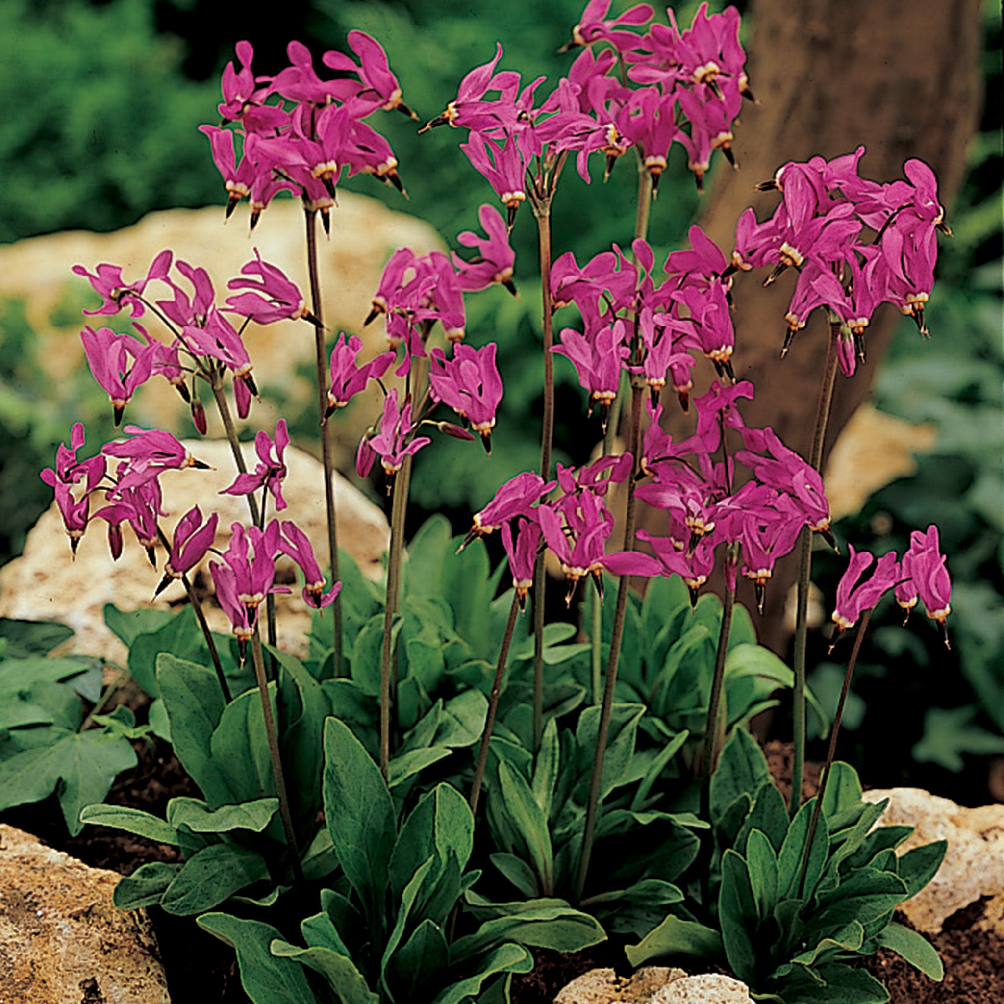 Wildflower, Shooting Stars