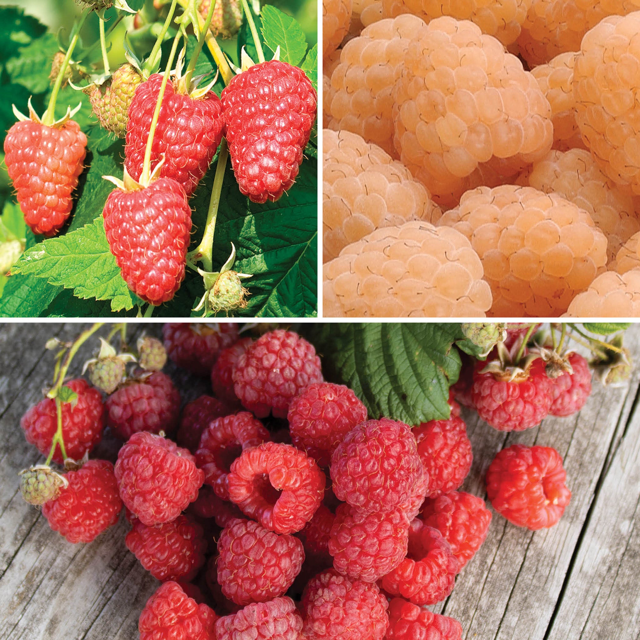 Raspberry Offer #2
