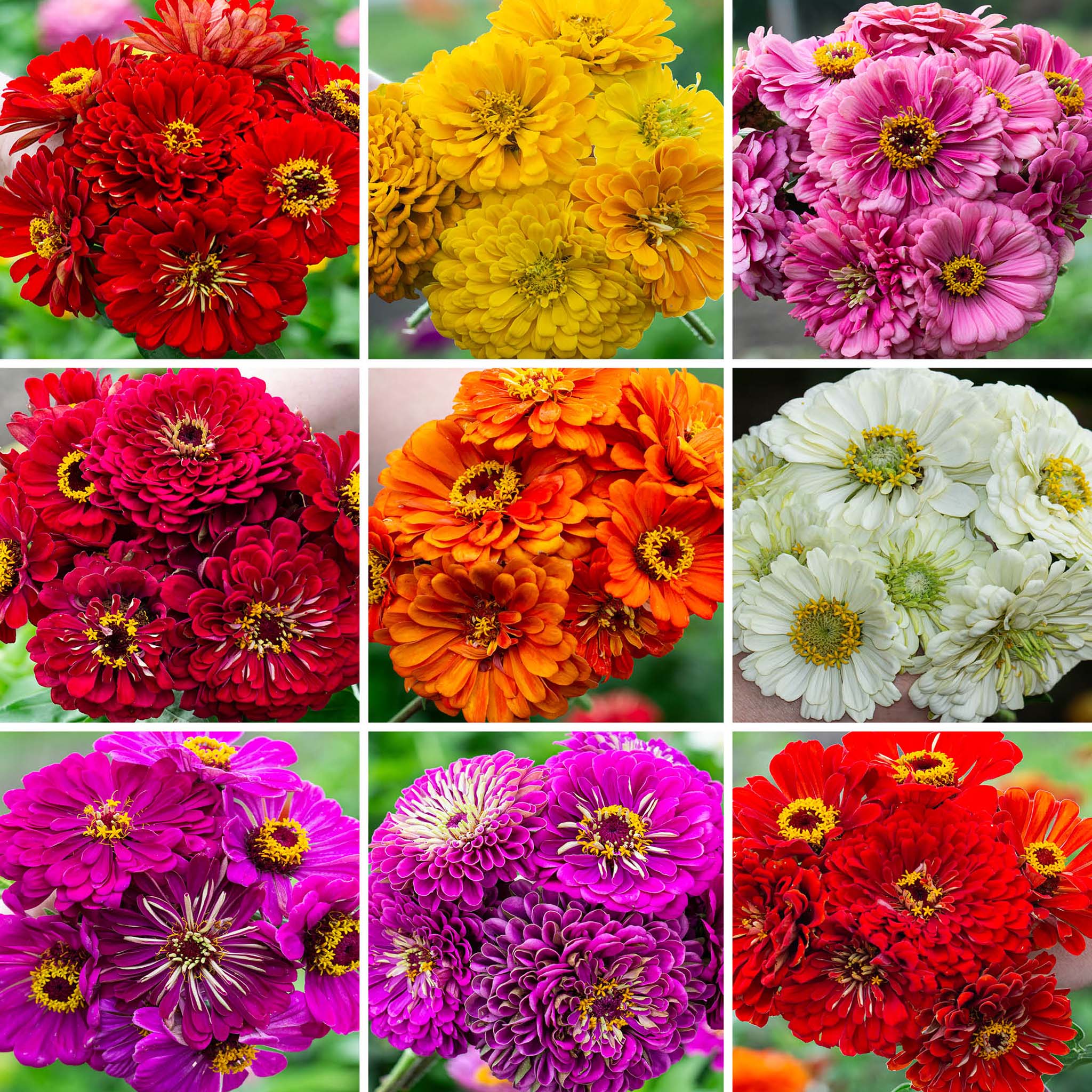 Zinnia, Special Super Giant Offer