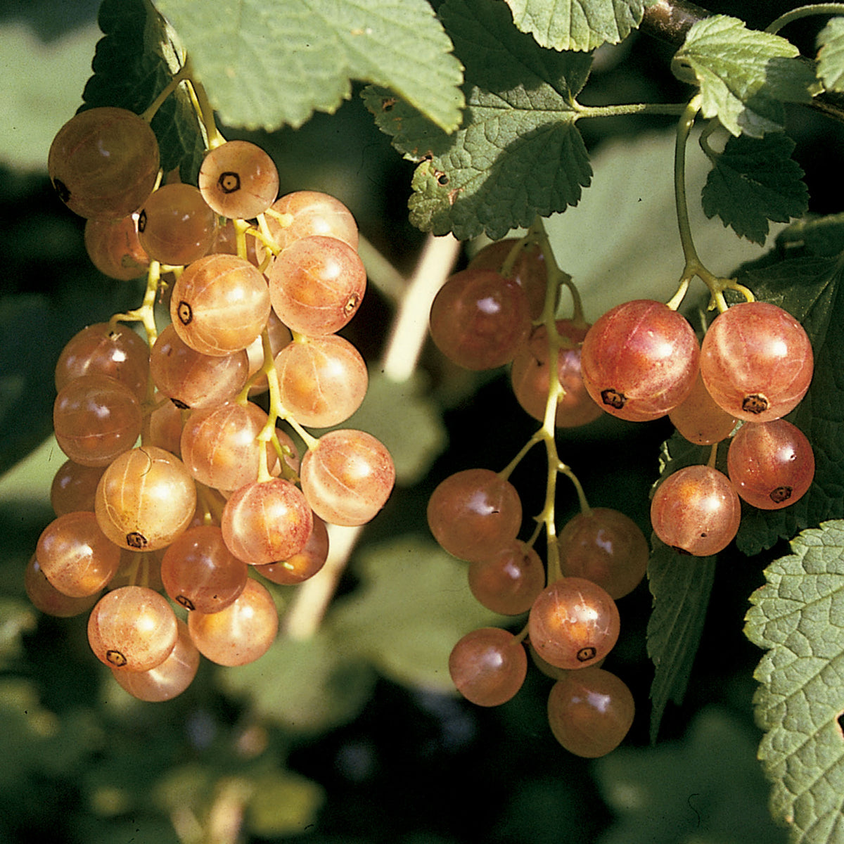 Currant, Pink Champagne
