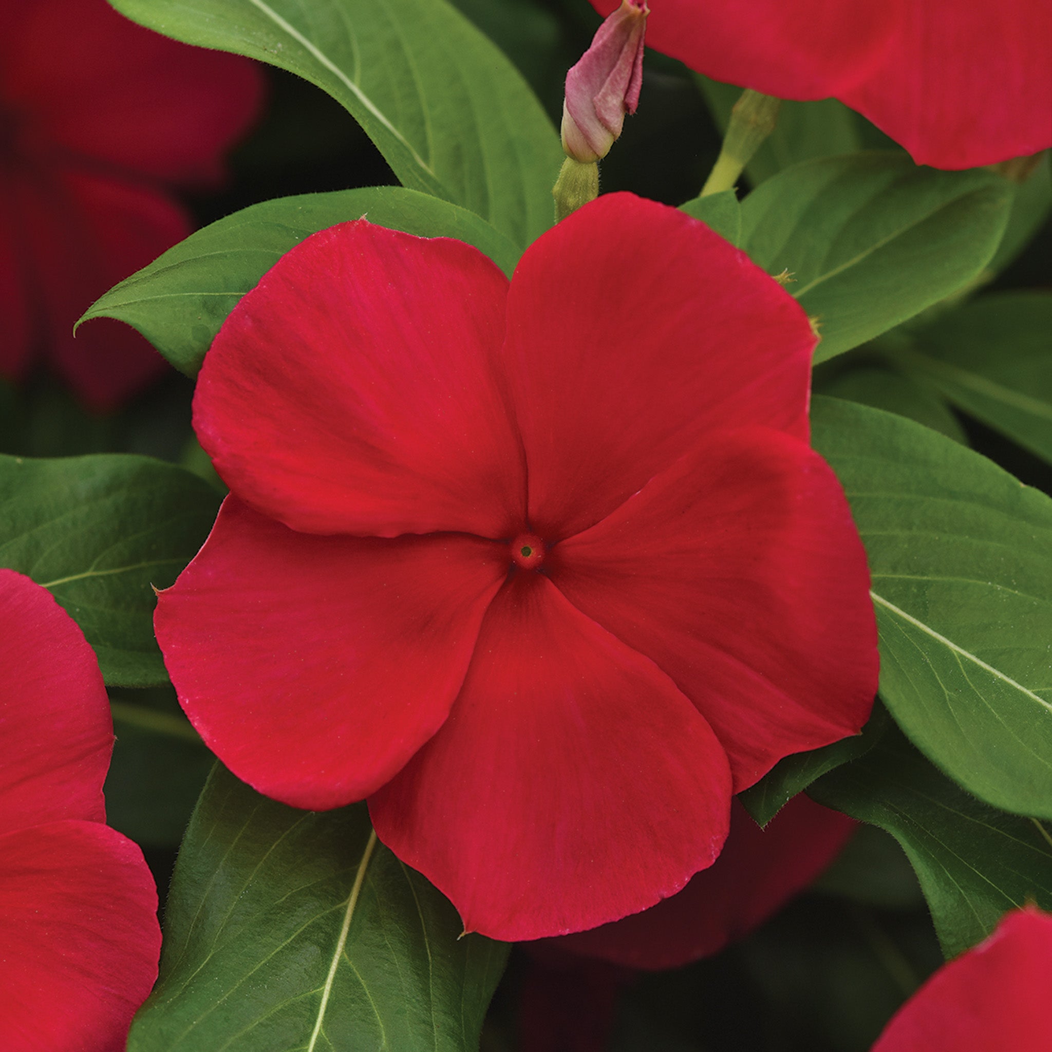 Vinca, Titan-ium™ Dark Red Hybrid