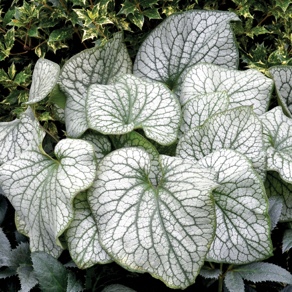 Brunnera, Alexander's Great